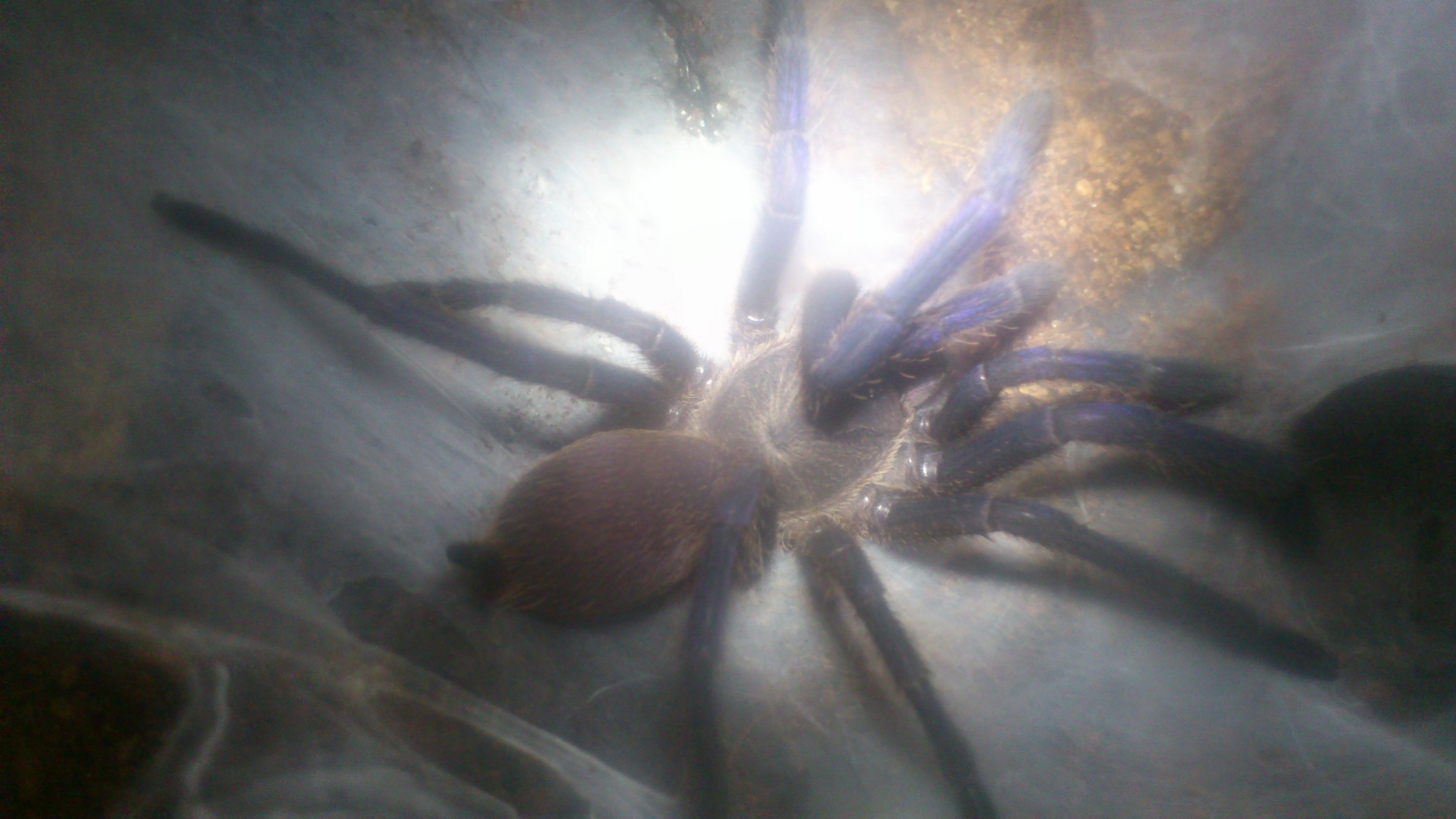 Charlie 1.......Chilobrachys Dyscolus sp Blue