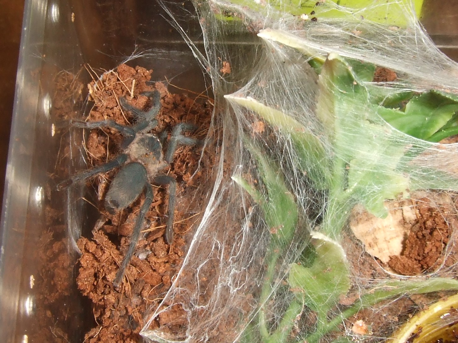 Cheatopelma olivaceum - Nile