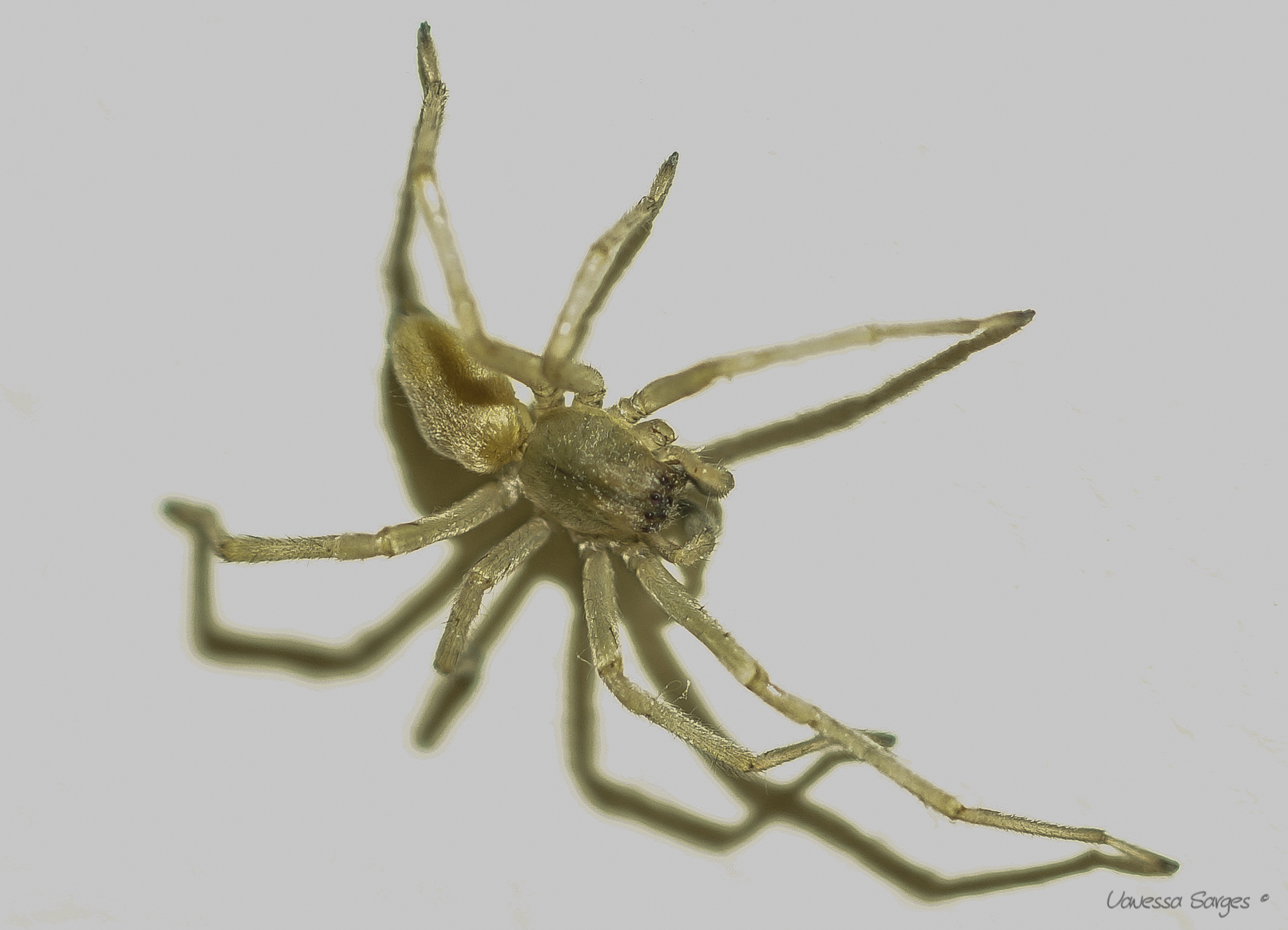 Cheiracanthium inclusum male missing front leg