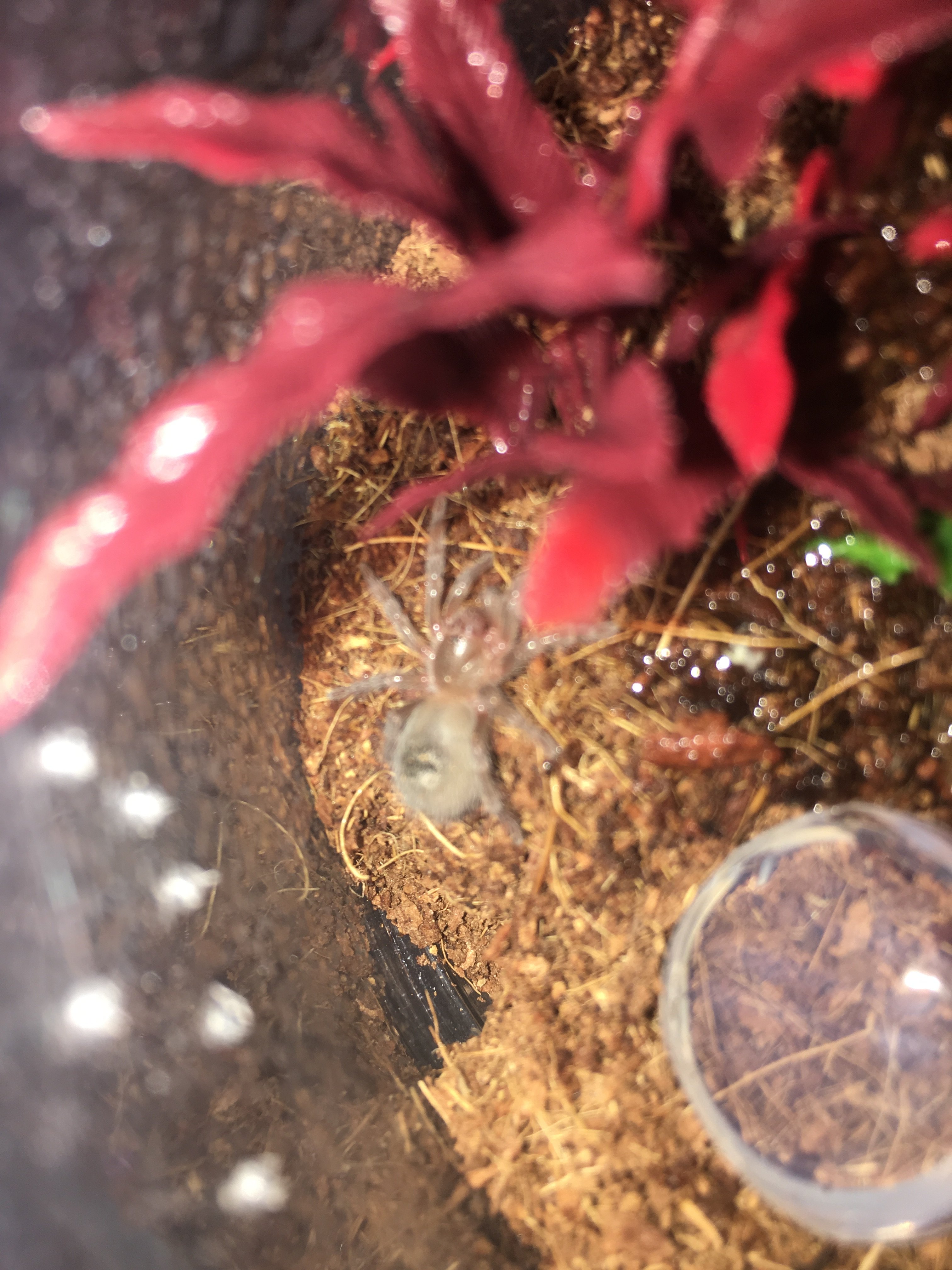 Chilensis day it seems