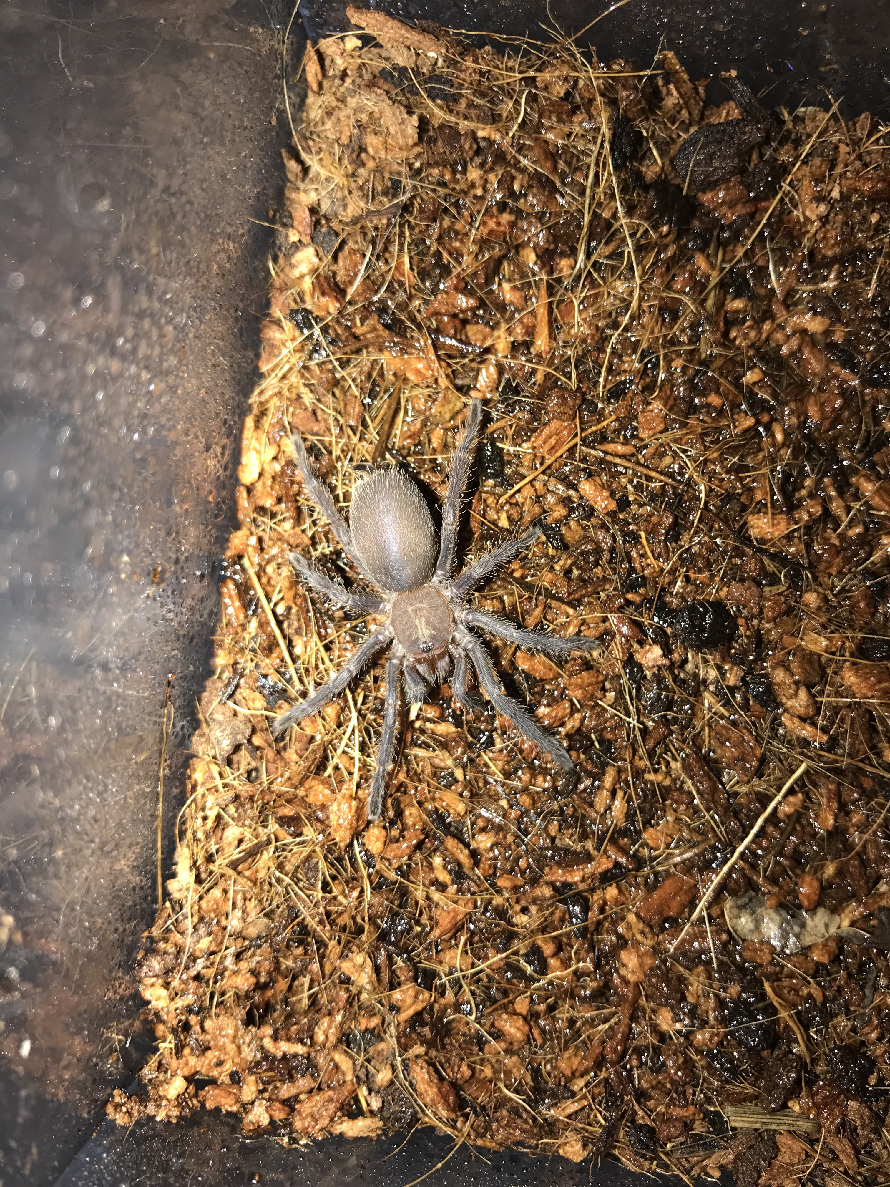Chilobrachys dyscolus Sp vietnam blue