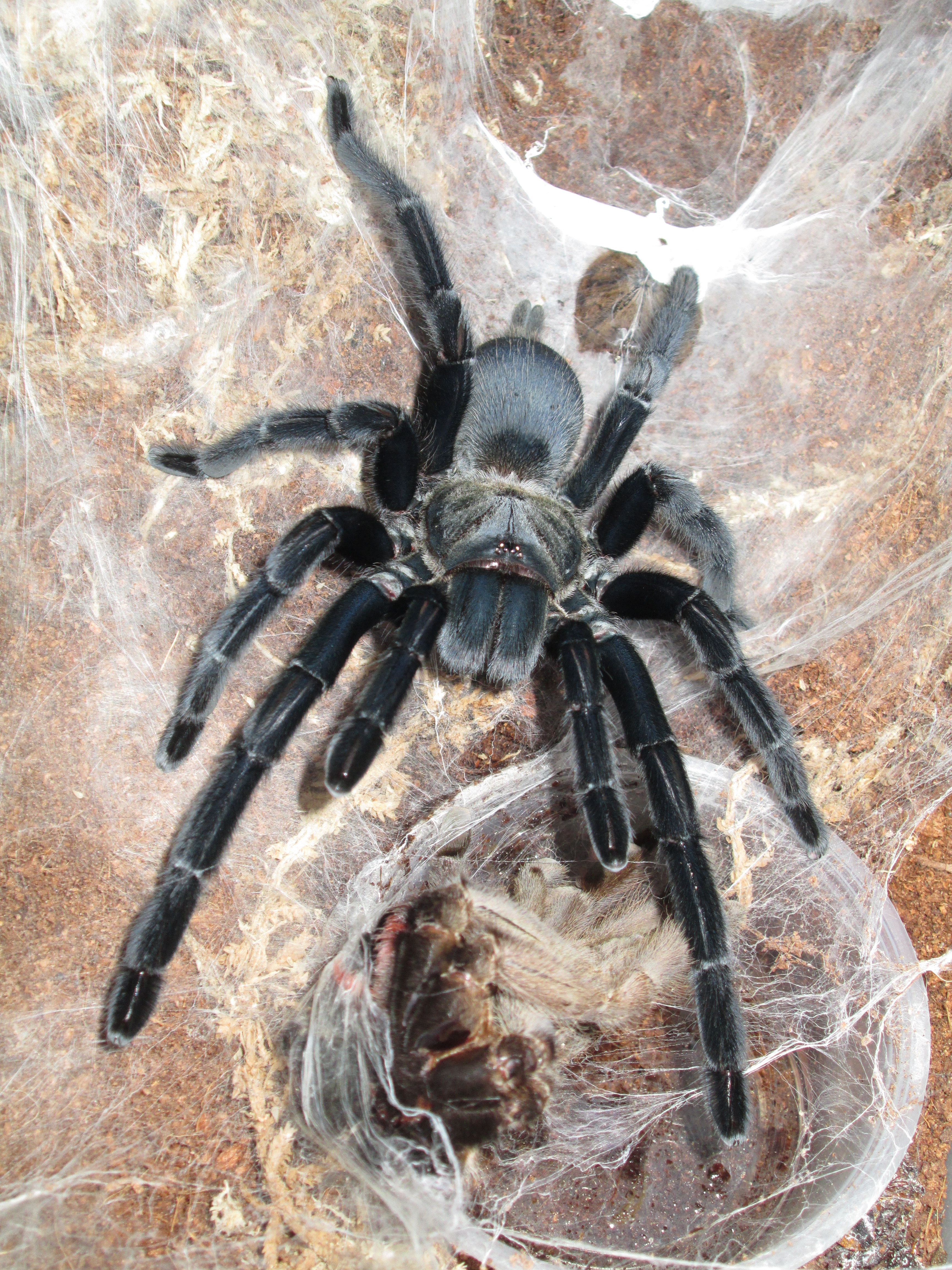 Chilobrachys Dyscolus