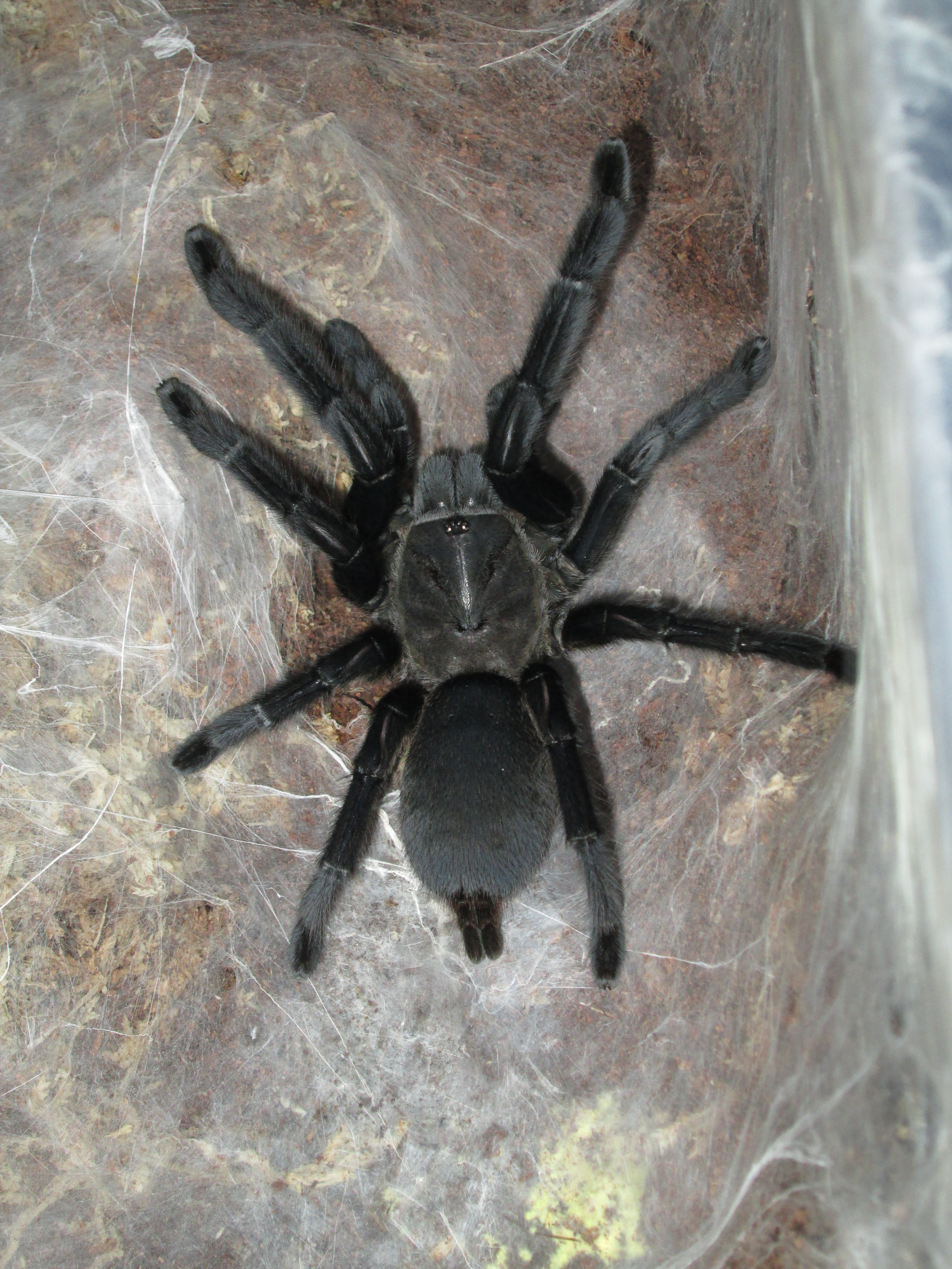 Chilobrachys Dyscolus