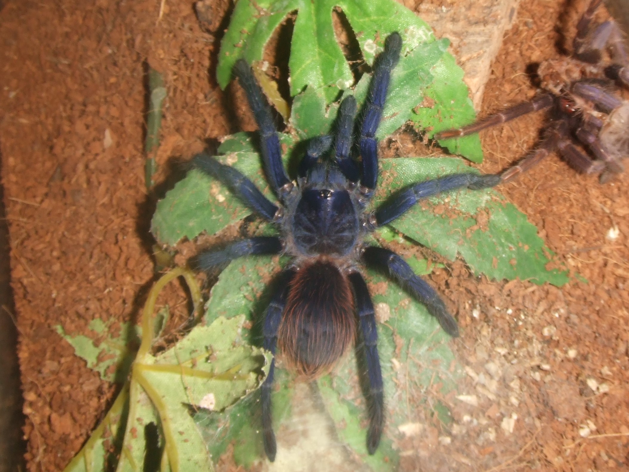 Chilobrachys Fimbriatus sp. Violet - Ashoka
