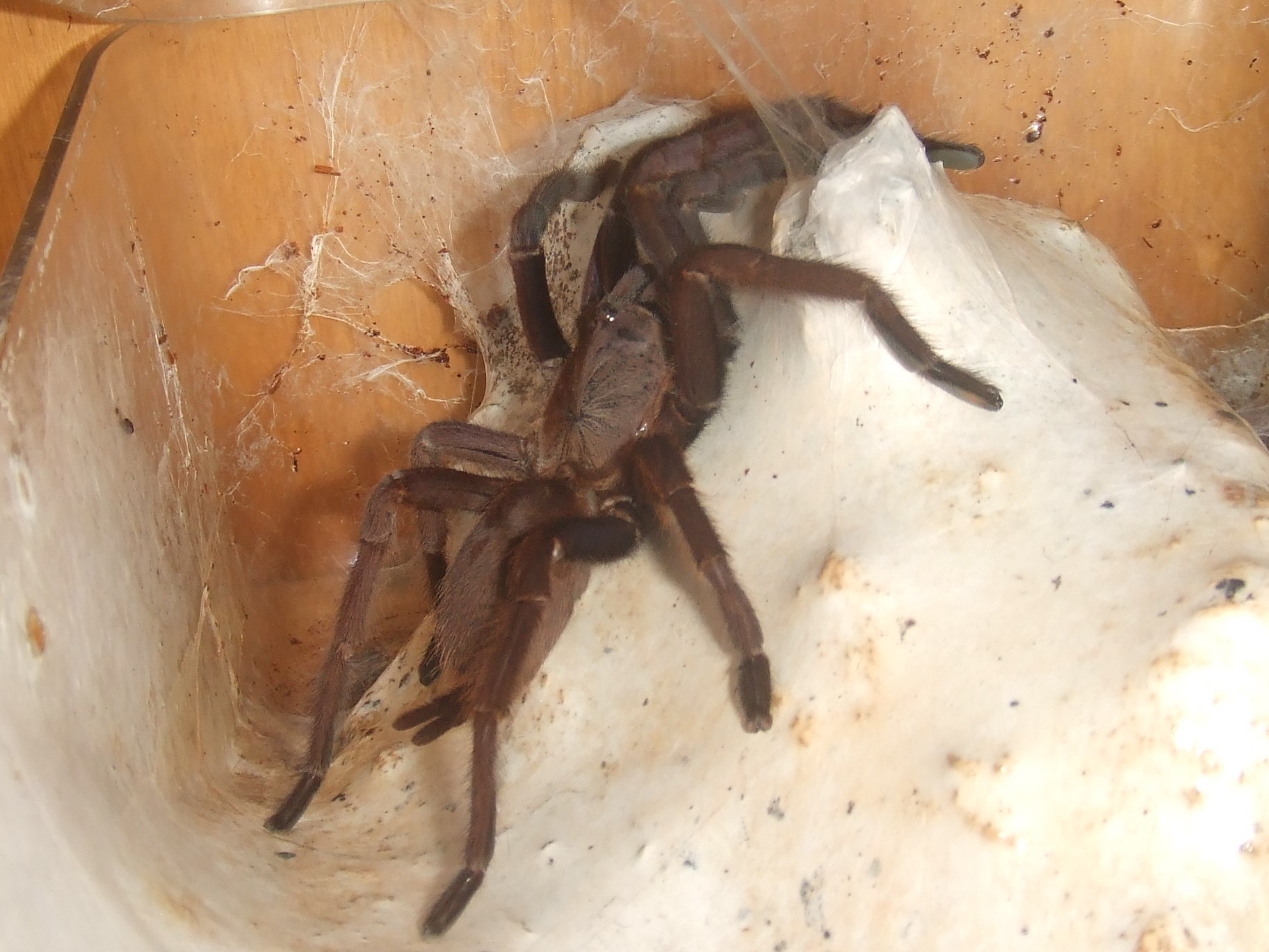 Chilobrachys  Fimbriatus sp. Violet - Ashoka