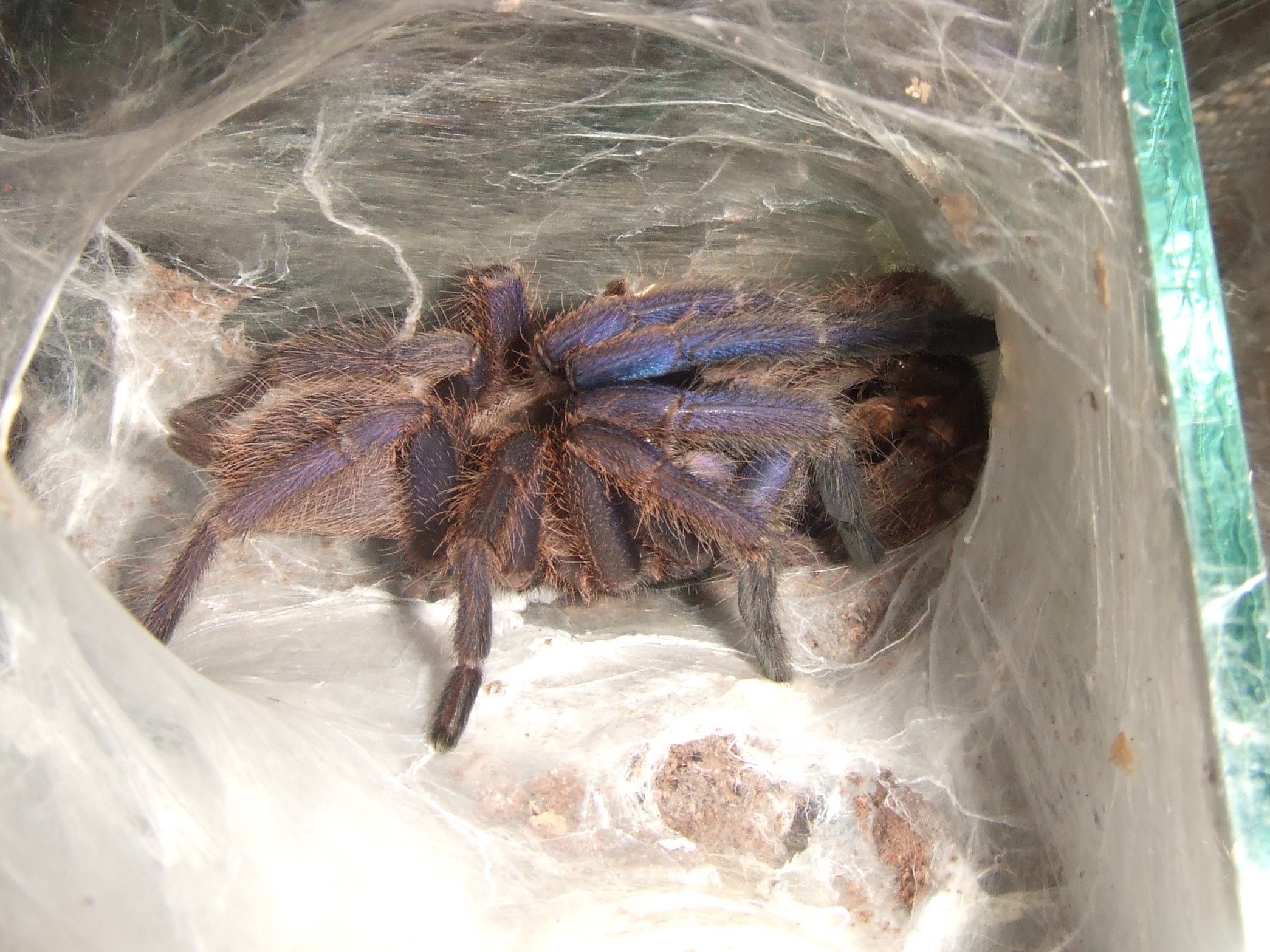 Chilobrachys Fimbriatus sp. Violet - Ashoka
