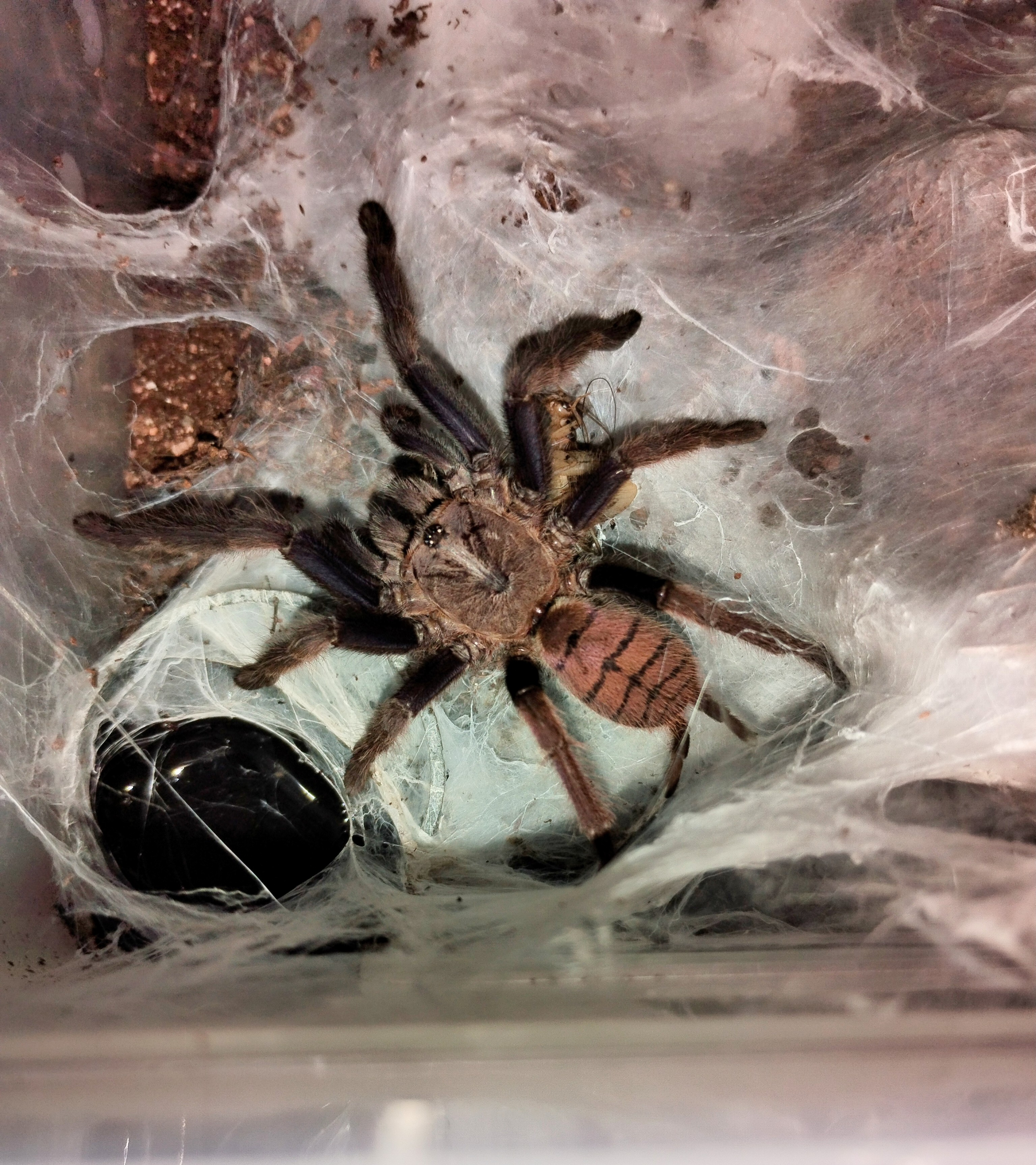 Chilobrachys fimbriatus