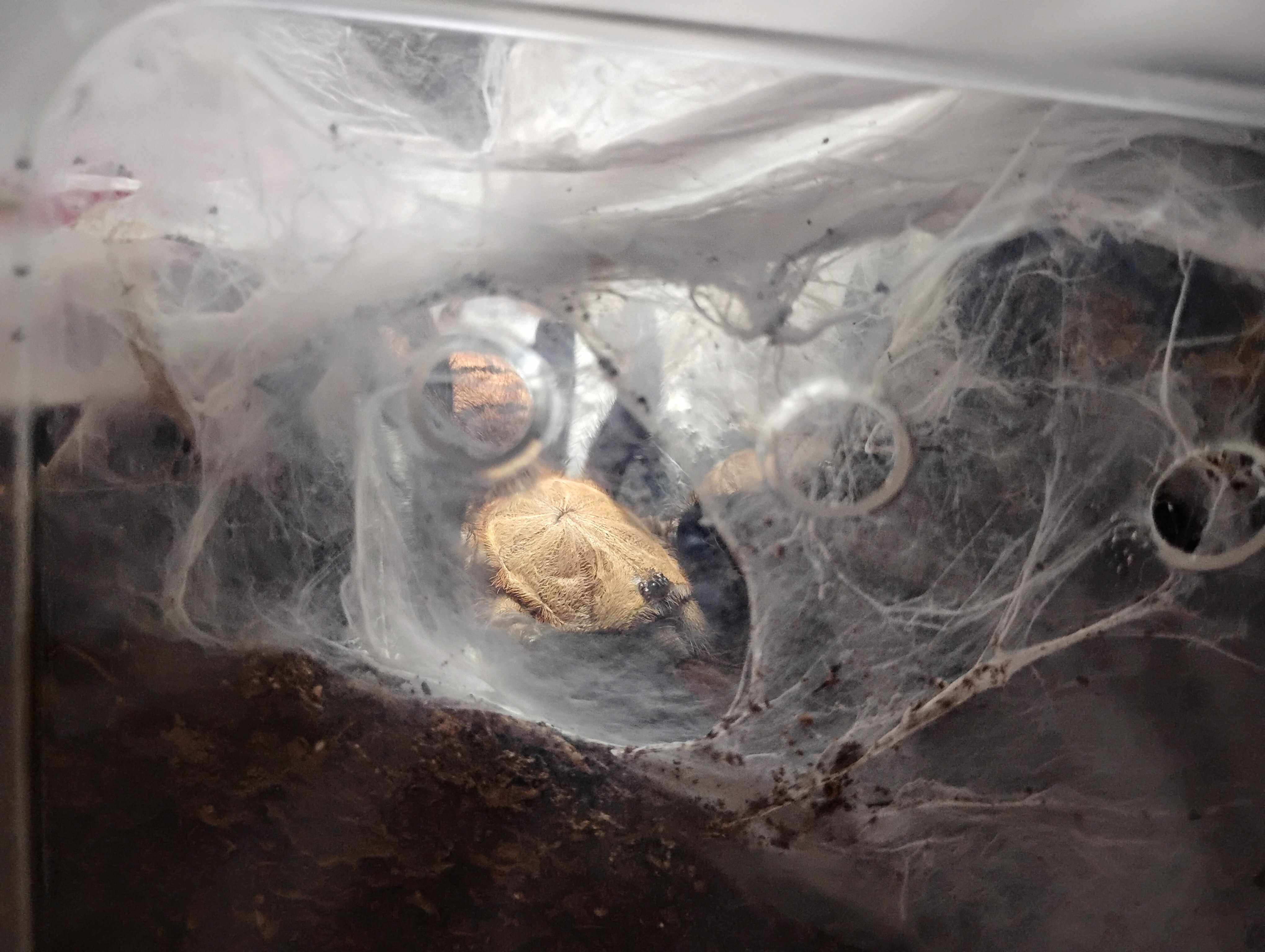 Chilobrachys fimbriatus