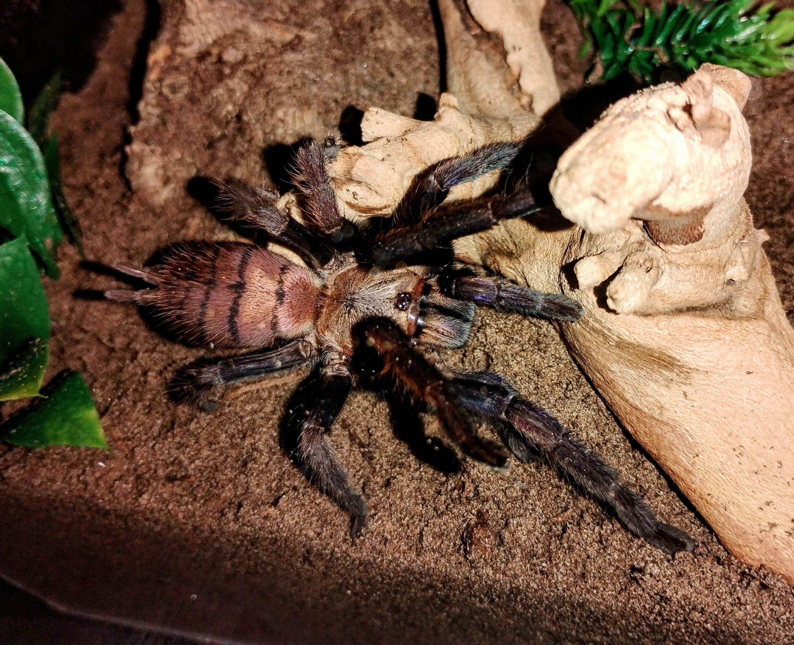Chilobrachys fimbriatus