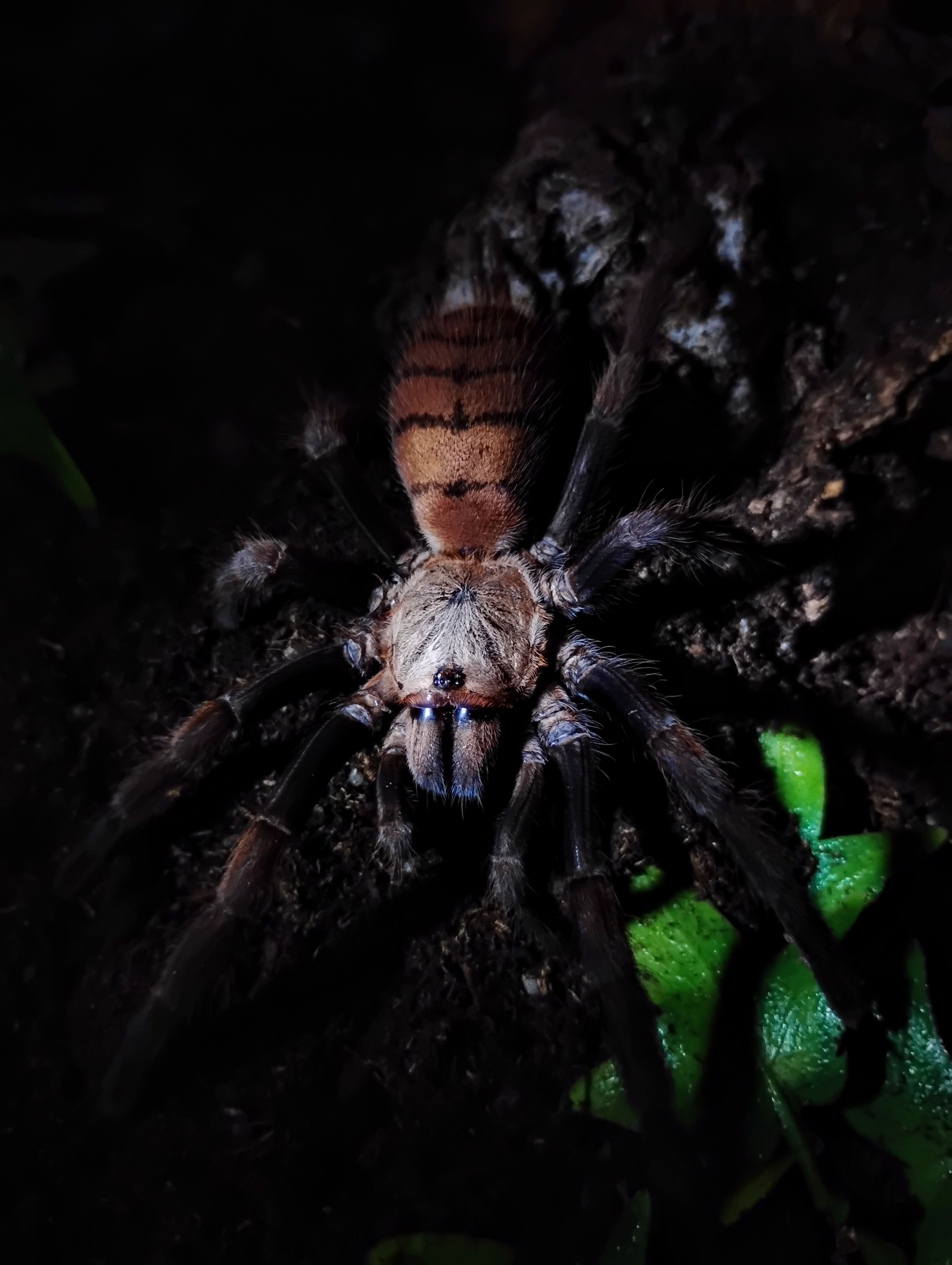 Chilobrachys fimbriatus