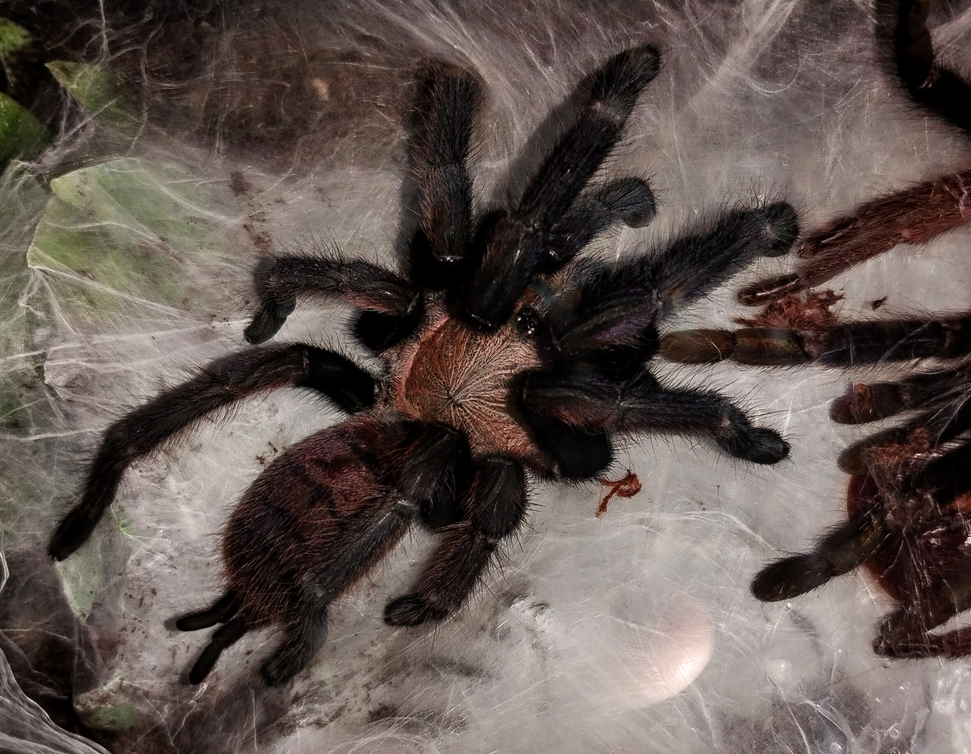 Chilobrachys fimbriatus