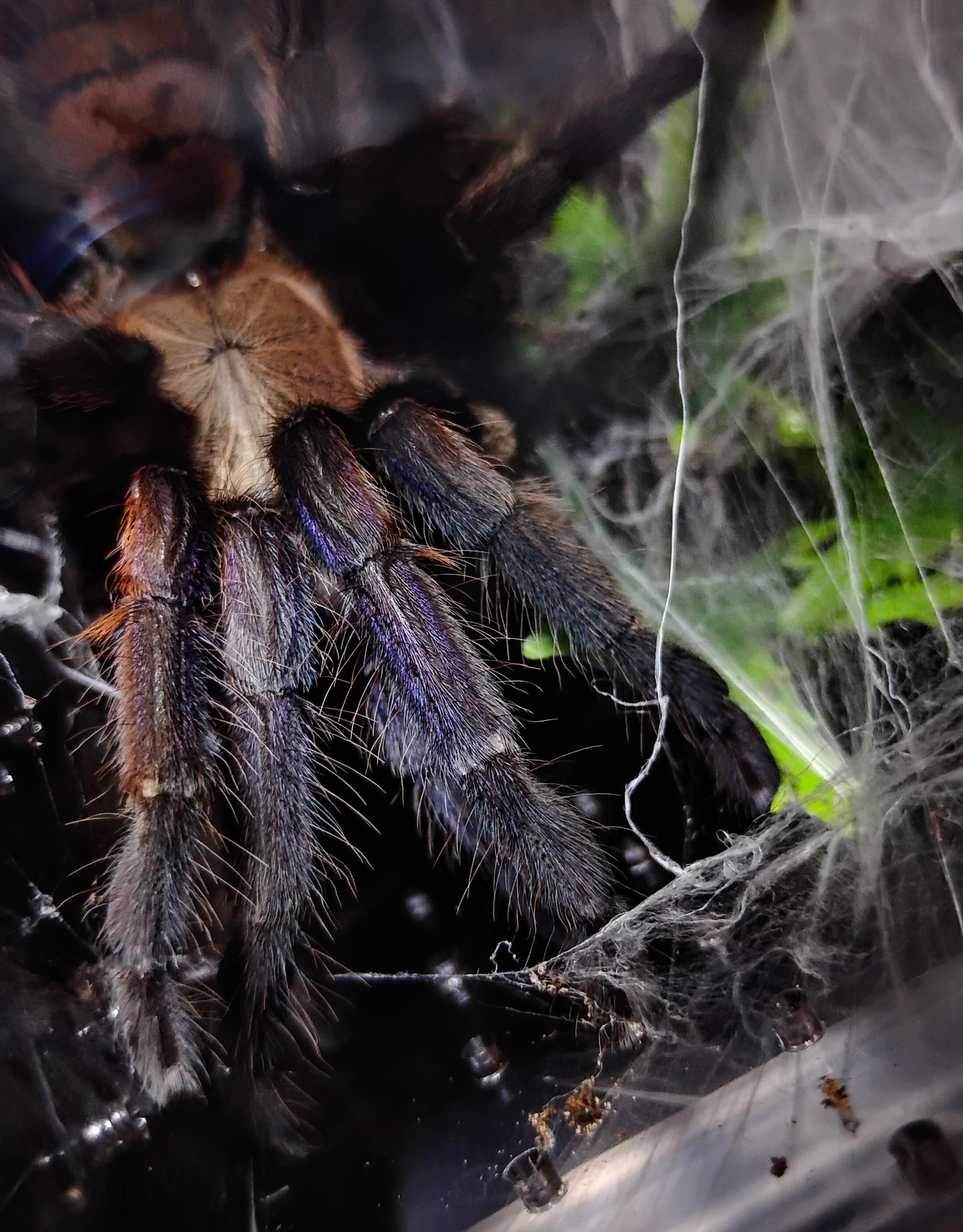 Chilobrachys fimbriatus
