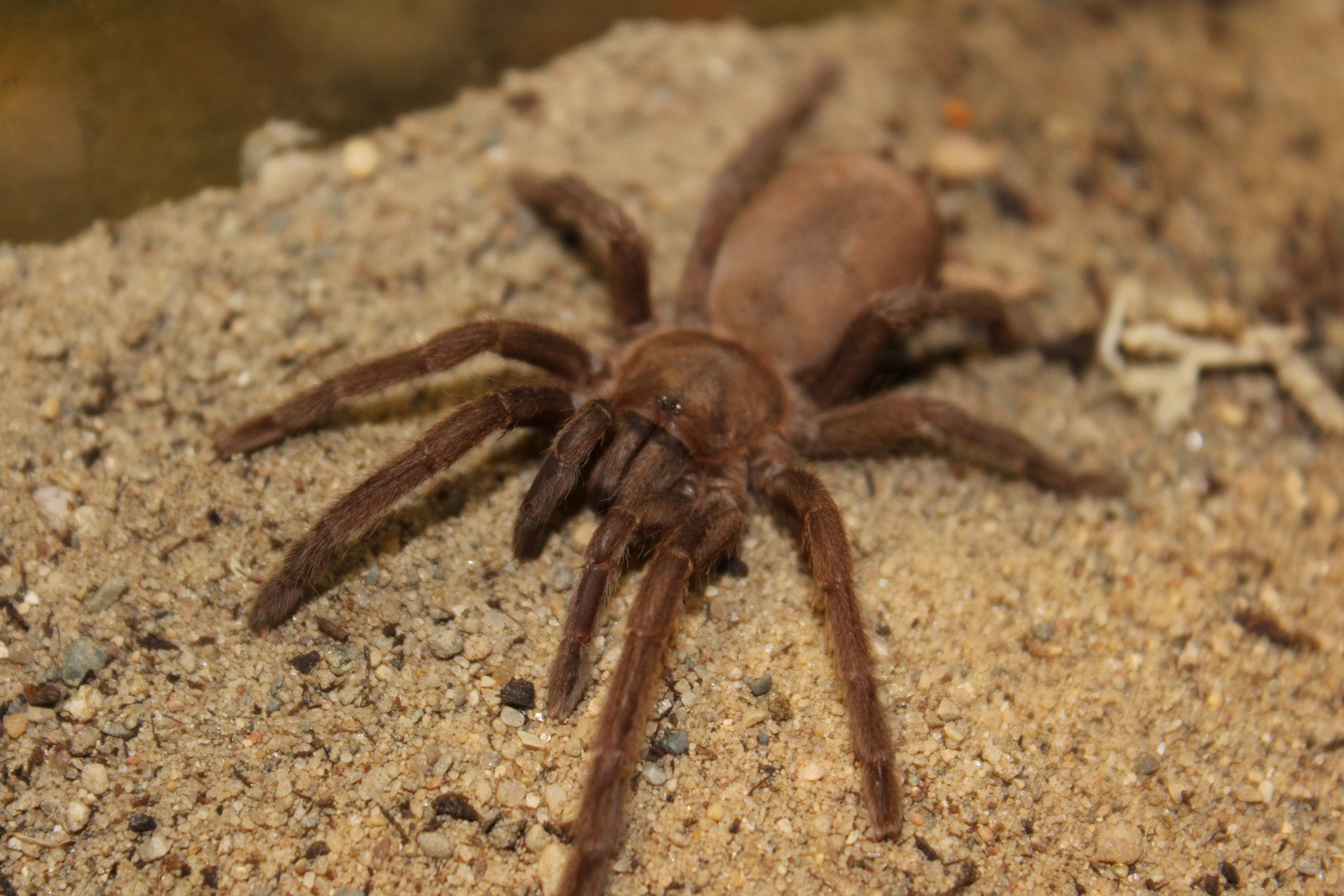 Chilobrachys huahini - Pecan