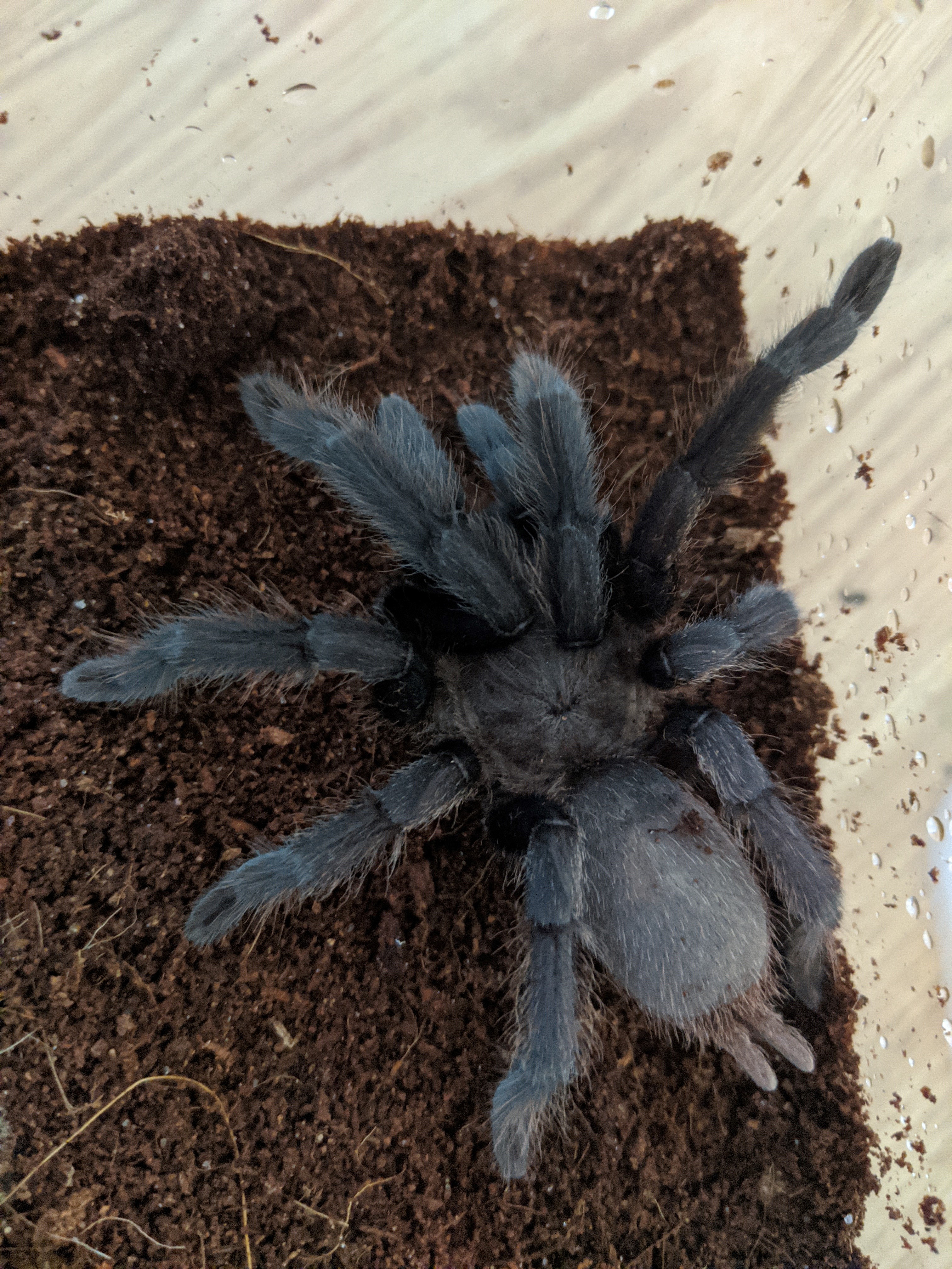 Chilobrachys Kaeng Krachan AF