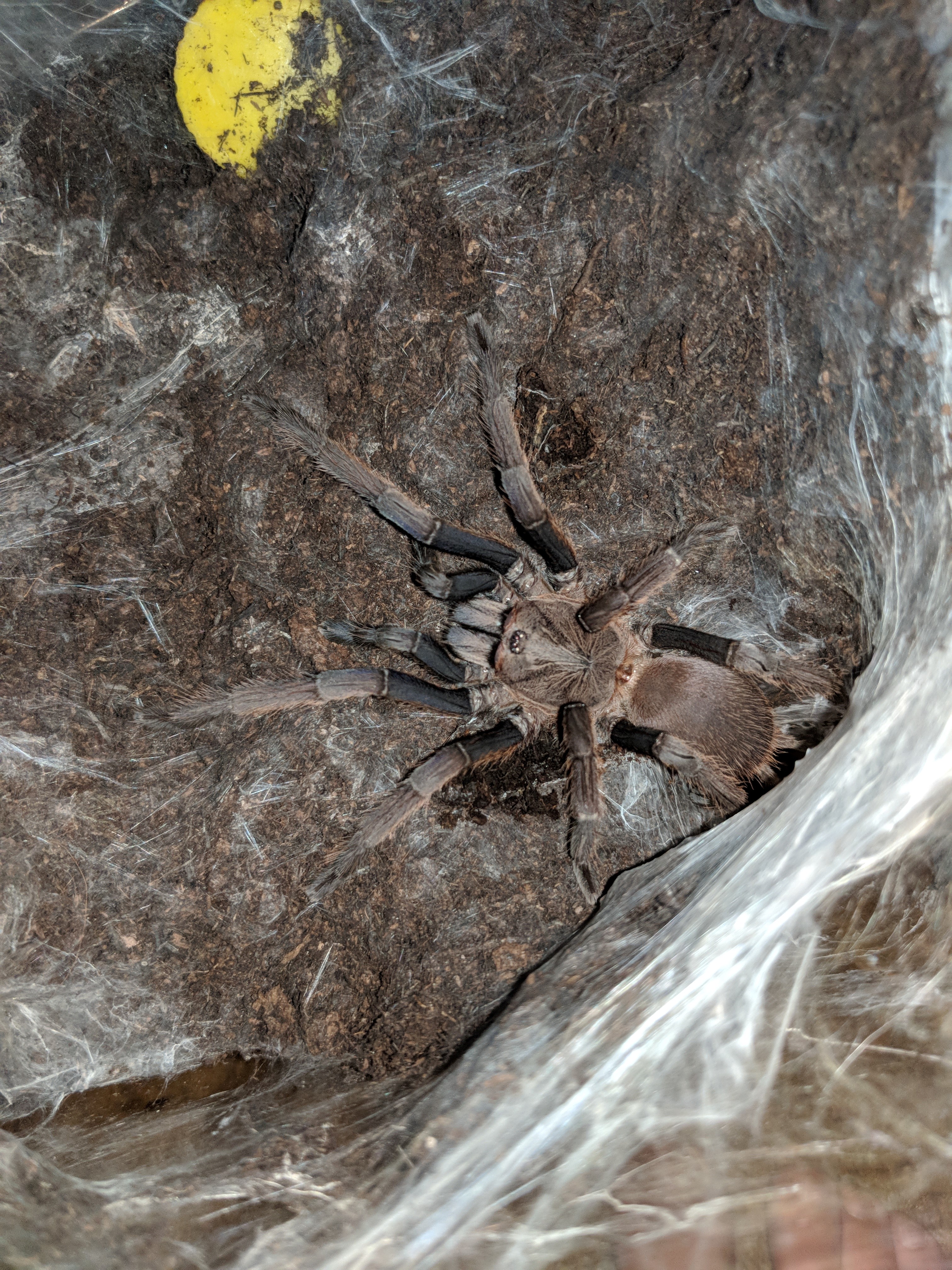 Chilobrachys sp Aladdin F