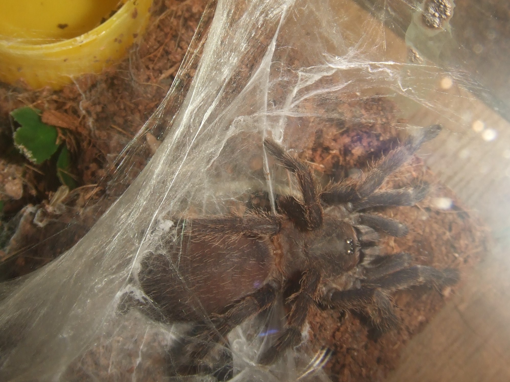 Chilobrachys sp. Blue Vietnam - Han