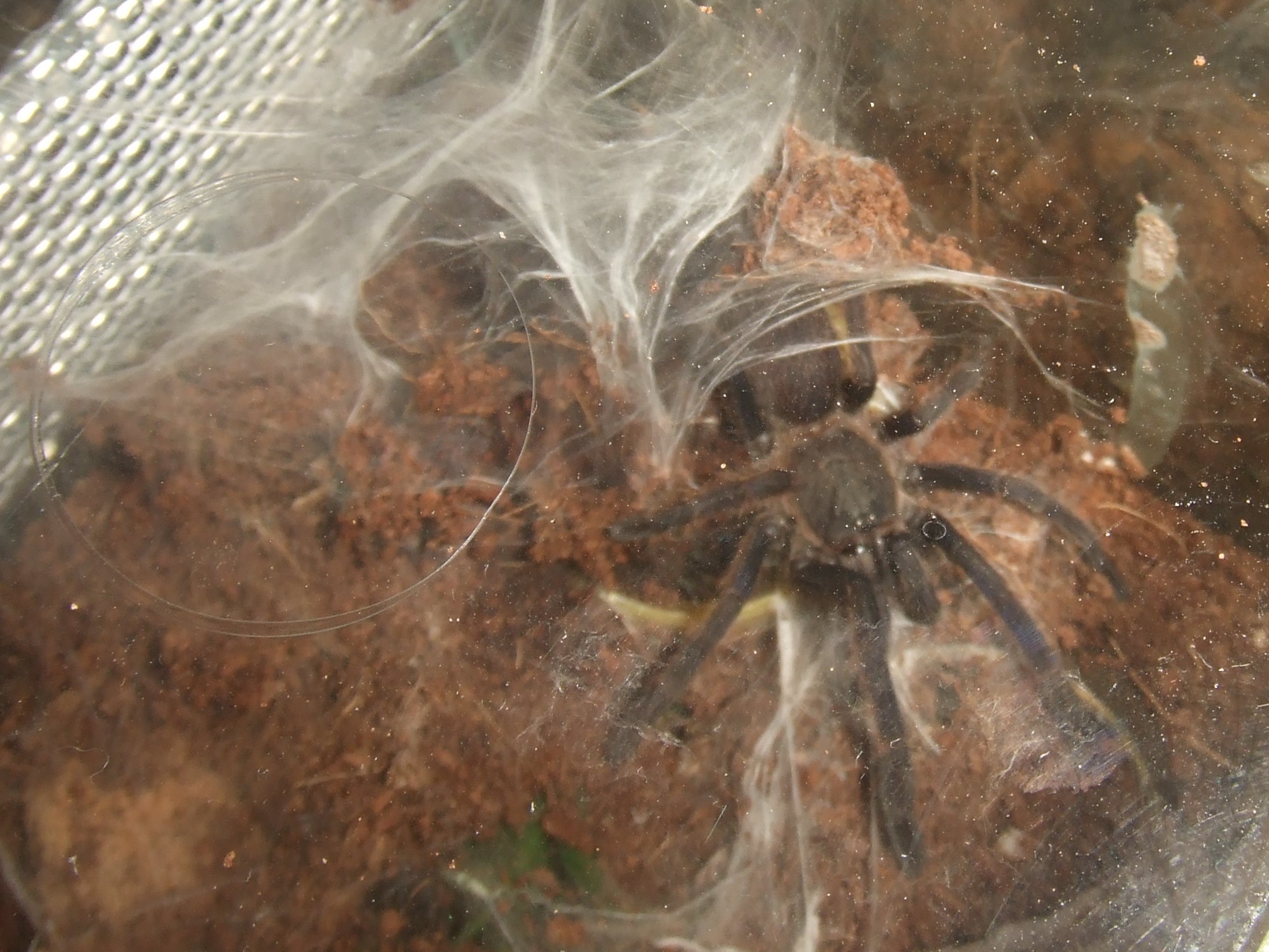 Chilobrachys sp. Blue Vietnam - Han