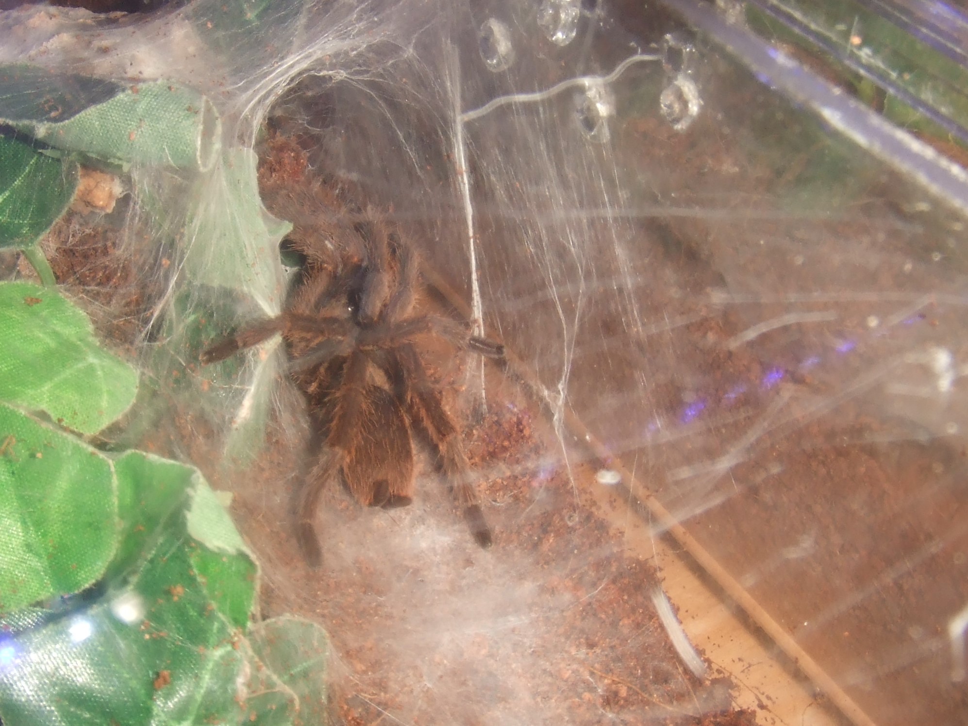 Chilobrachys sp. Blue Vietnam - Han