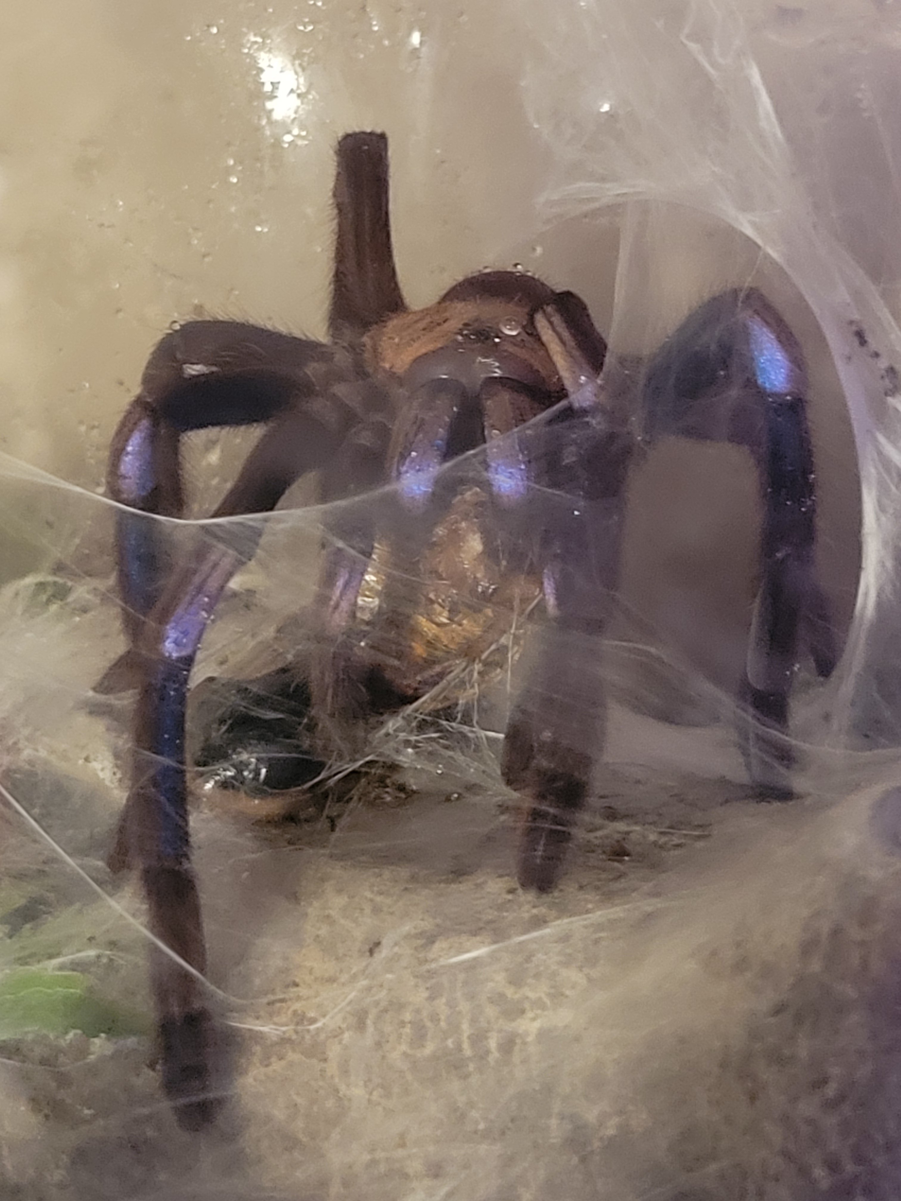 Chilobrachys sp. Electric Blue #2