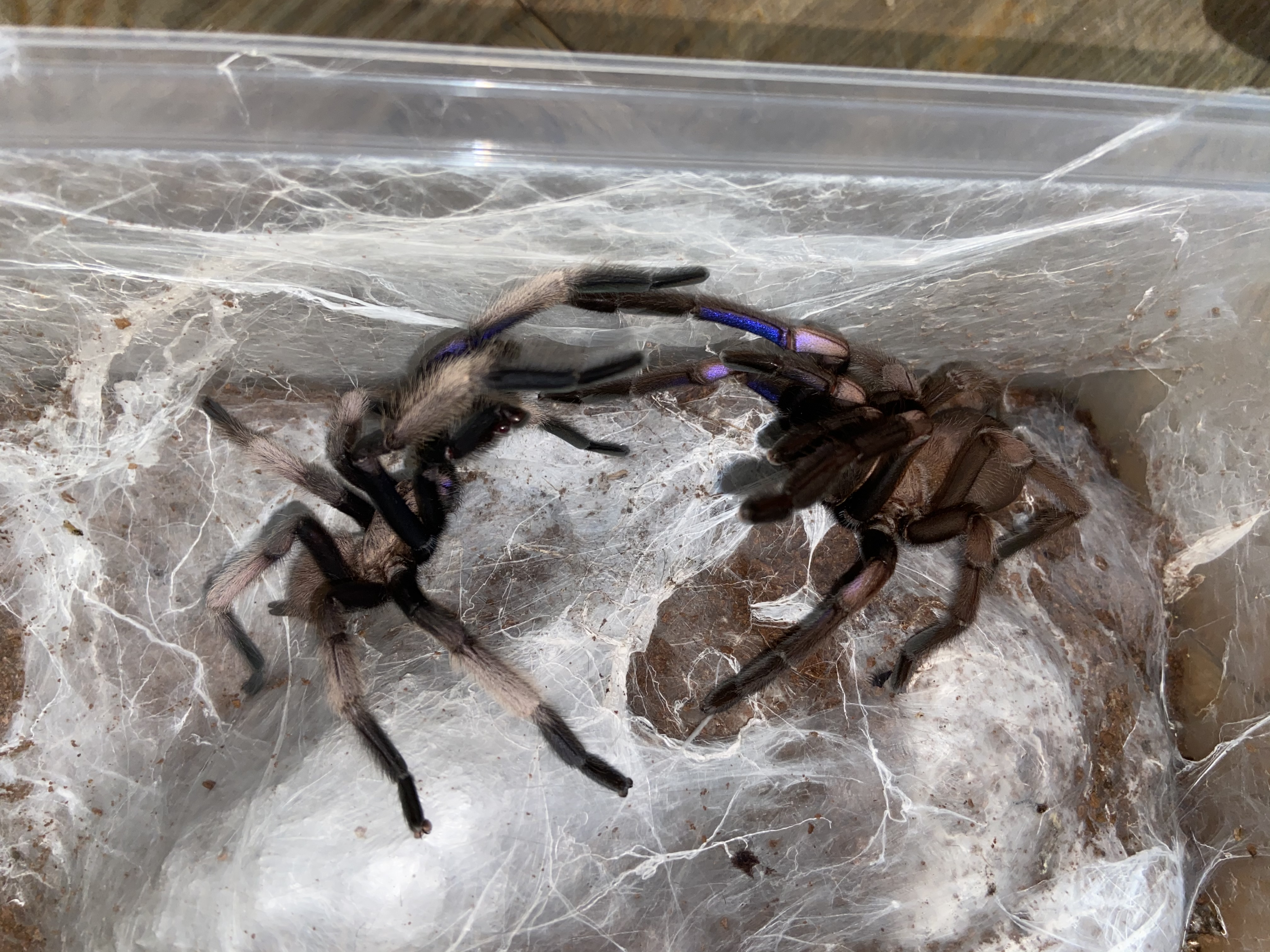 Chilobrachys sp electric blue pair