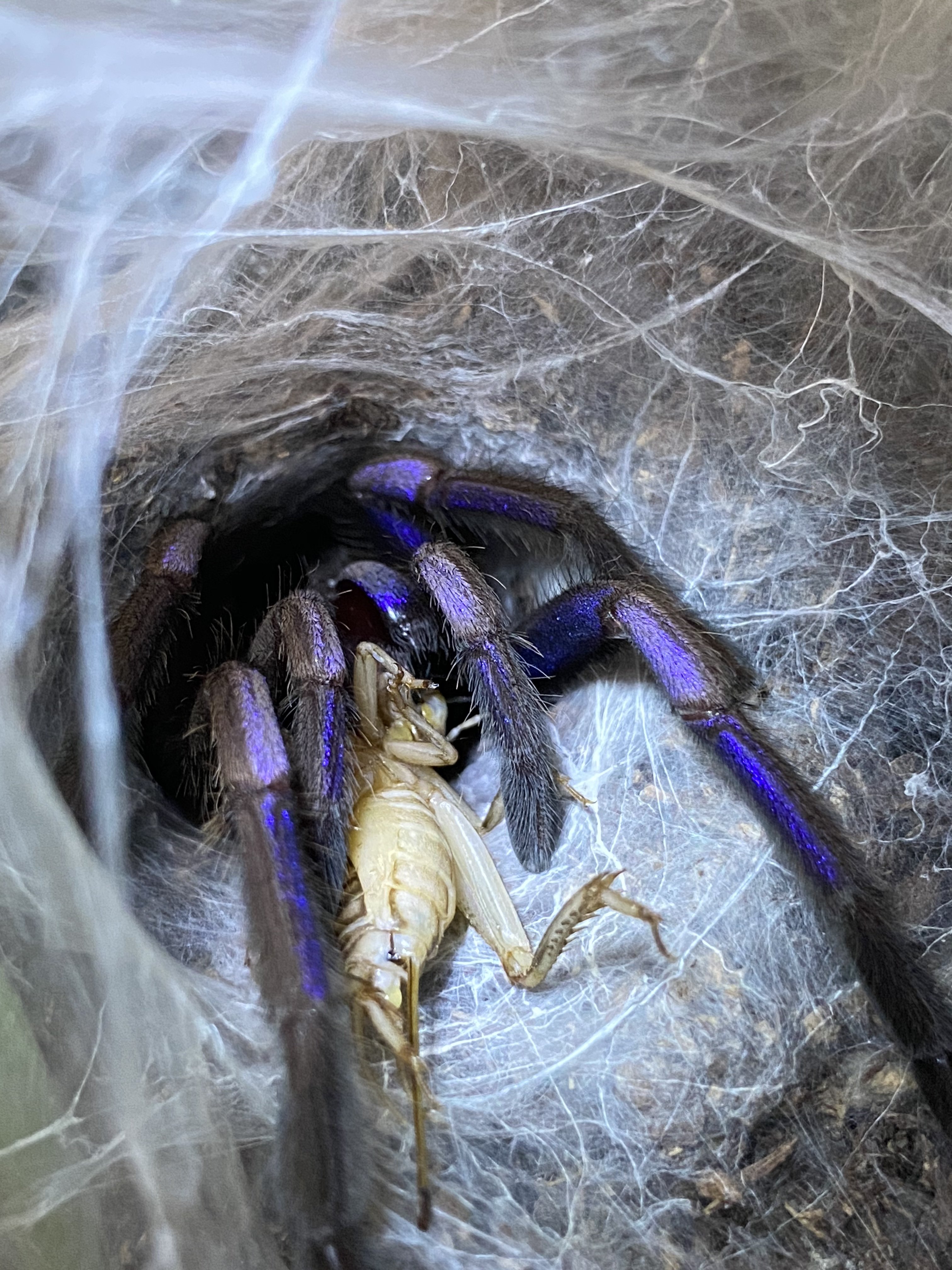 Chilobrachys sp. electric blue
