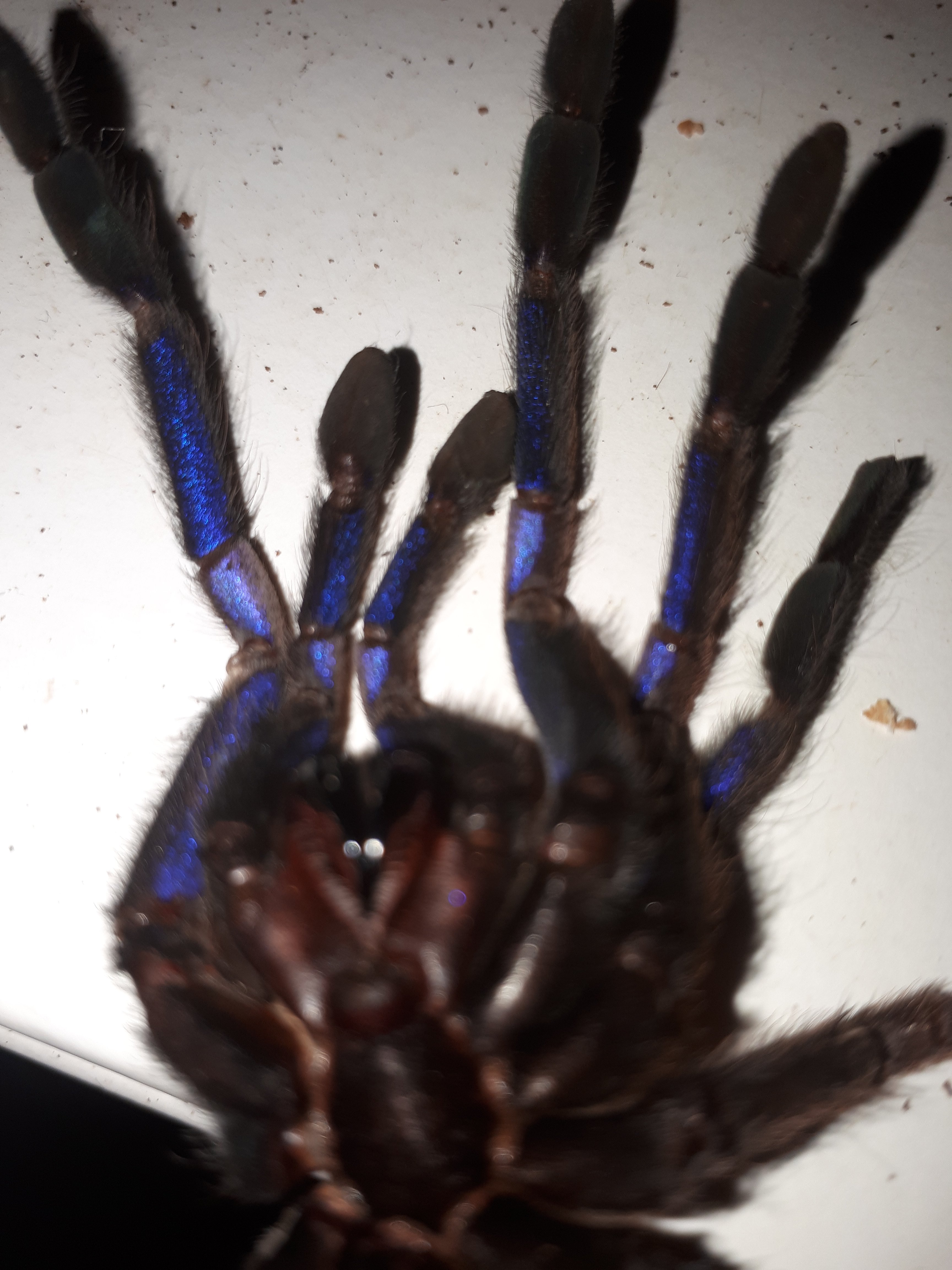 Chilobrachys sp. electric blue
