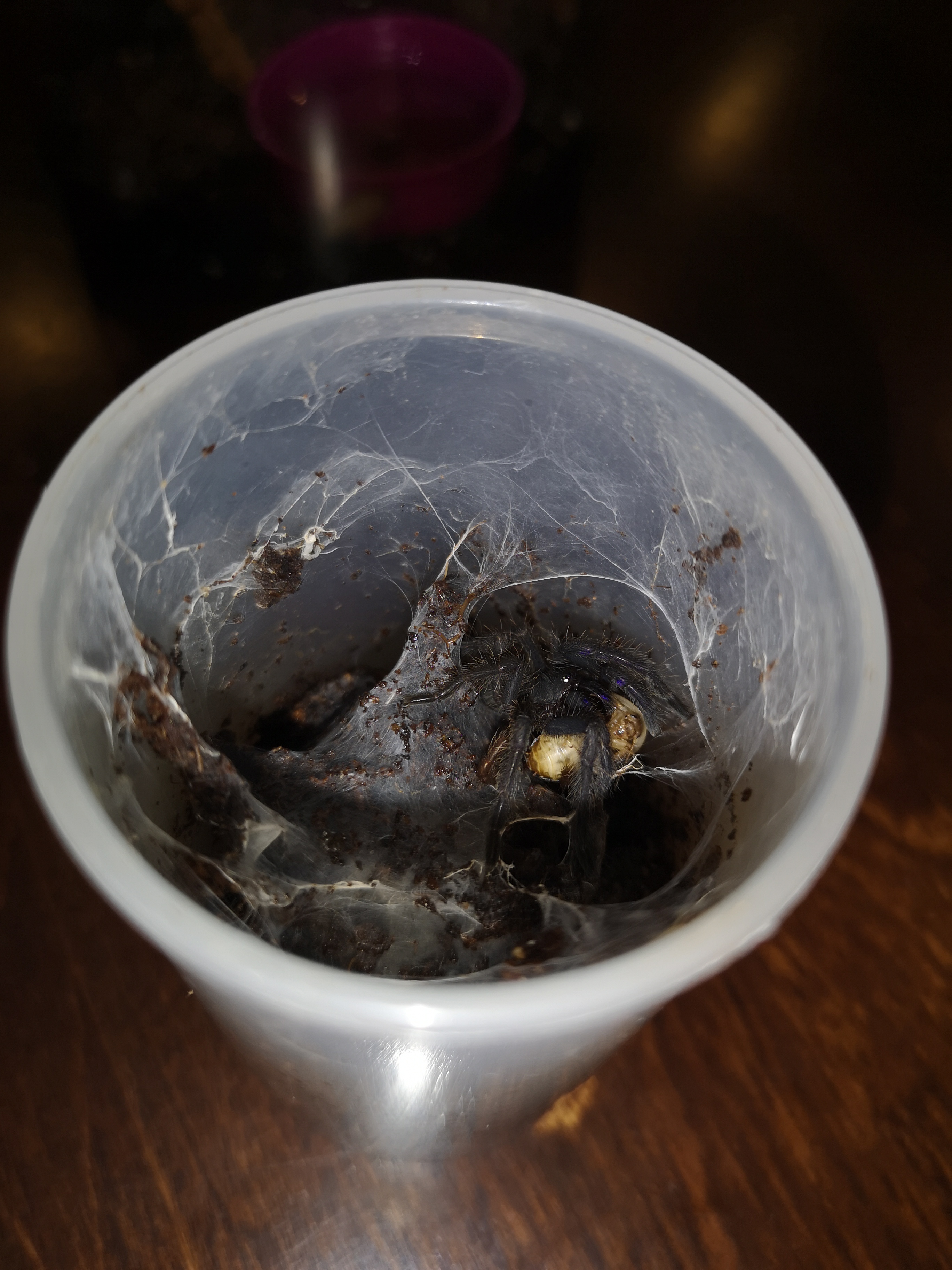 Chilobrachys sp. electric blue