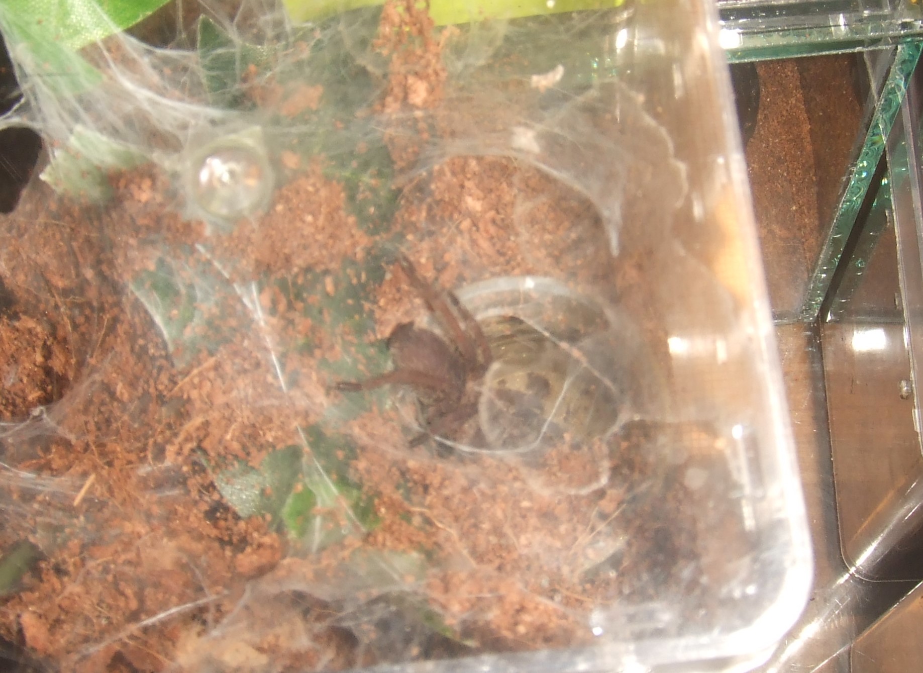 Chilobrachys sp. kaeng krachan - Tahm