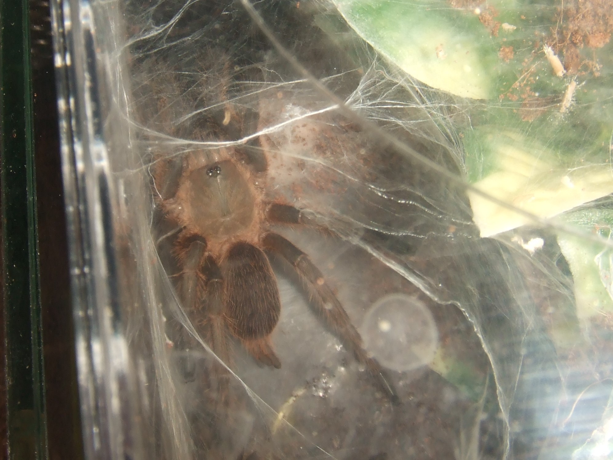 Chilobrachys sp. Kaeng Krachan - Tahm