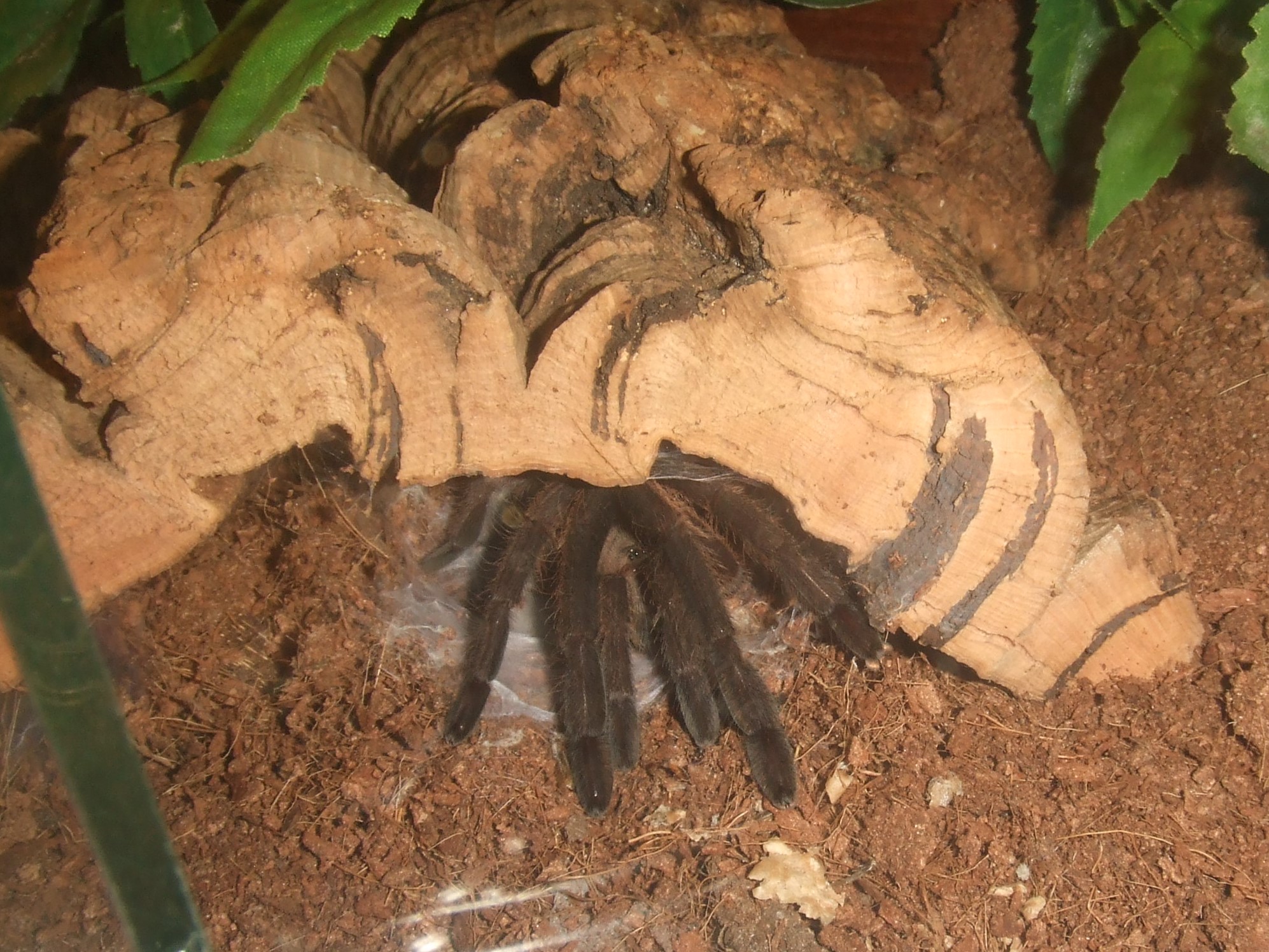 Chilobrachys sp. Kaeng Krachan - Tahm