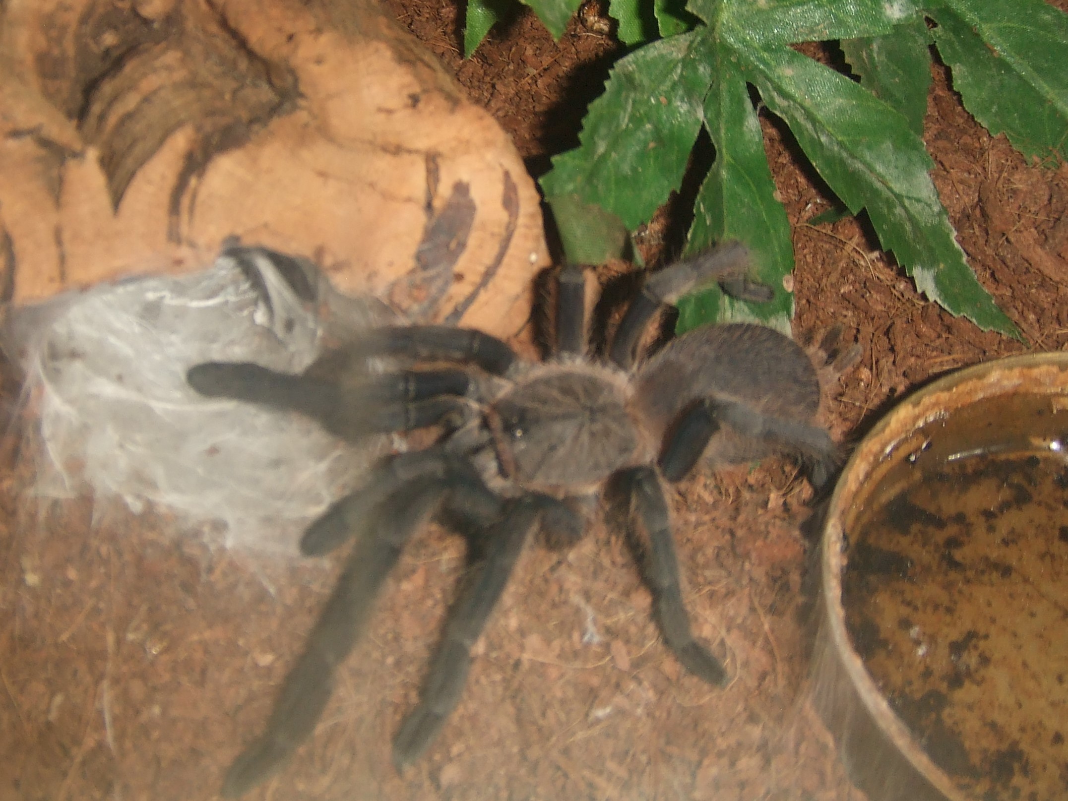 Chilobrachys sp. Kaeng Krachan - Tahm