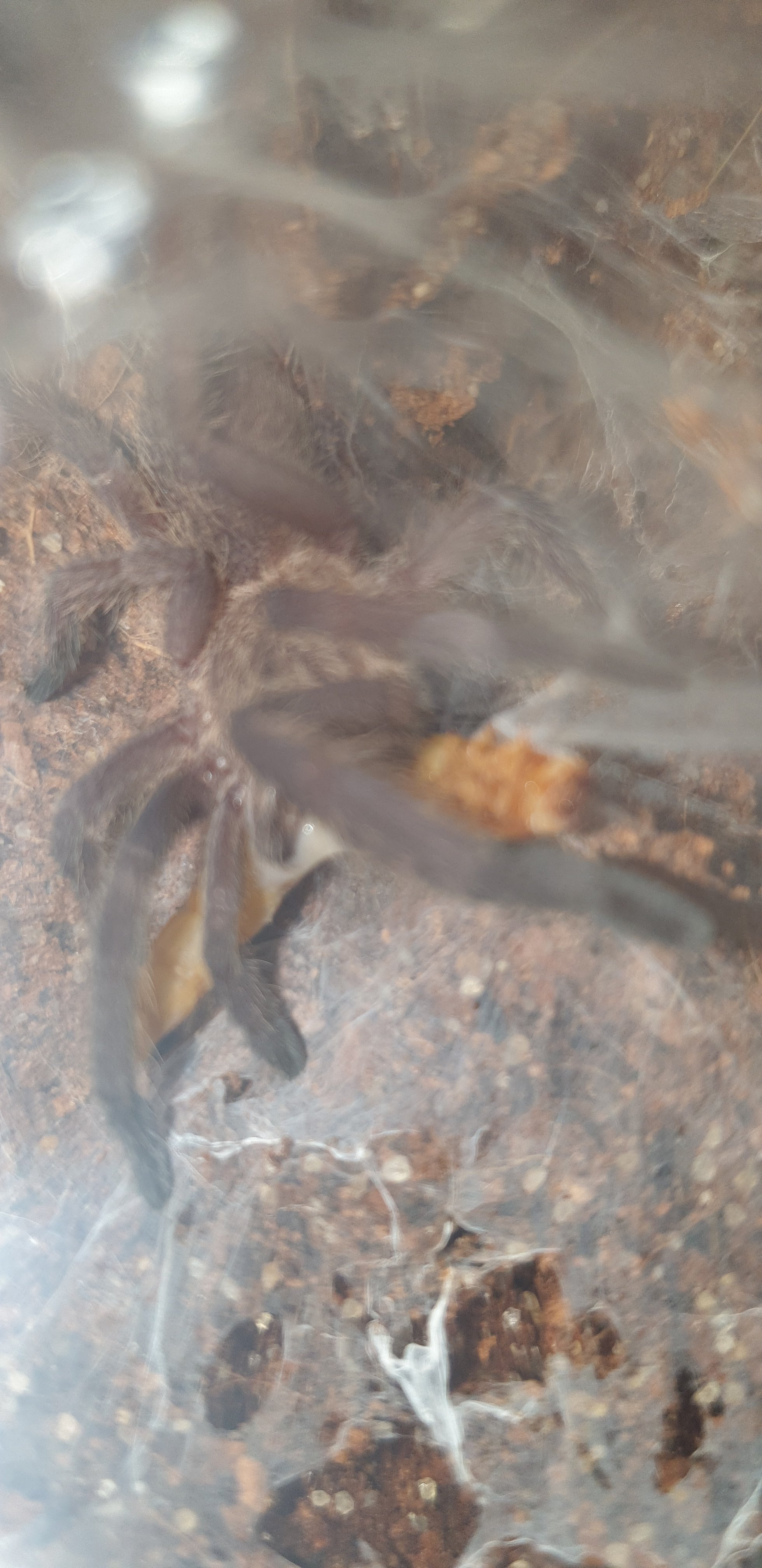 Chilobrachys Sp Kaeng Krachan