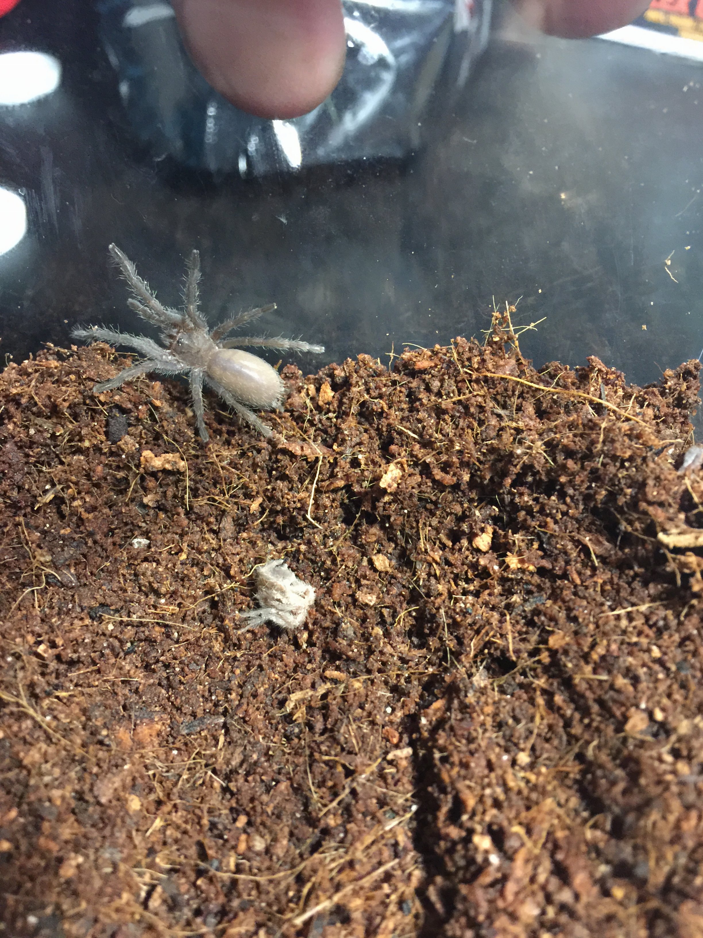 Chilobrachys sp Kaeng Krachan