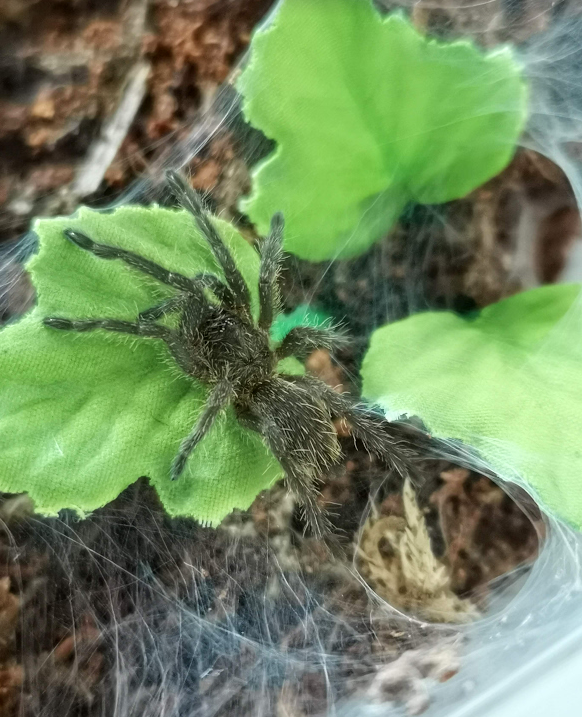 Chilobrachys sp Kaeng Krachan