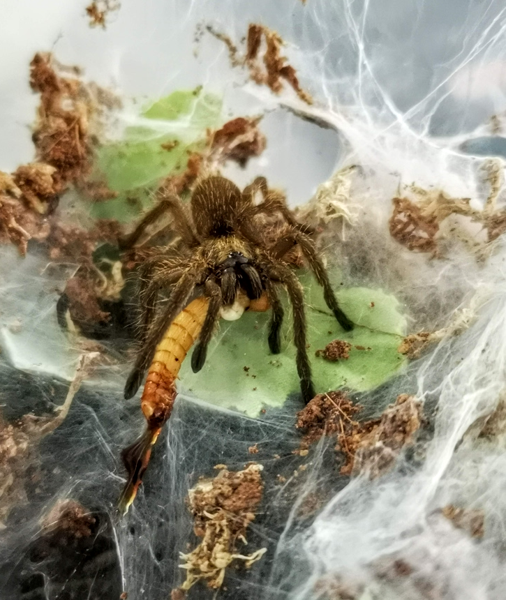 Chilobrachys sp Kaeng Krachan