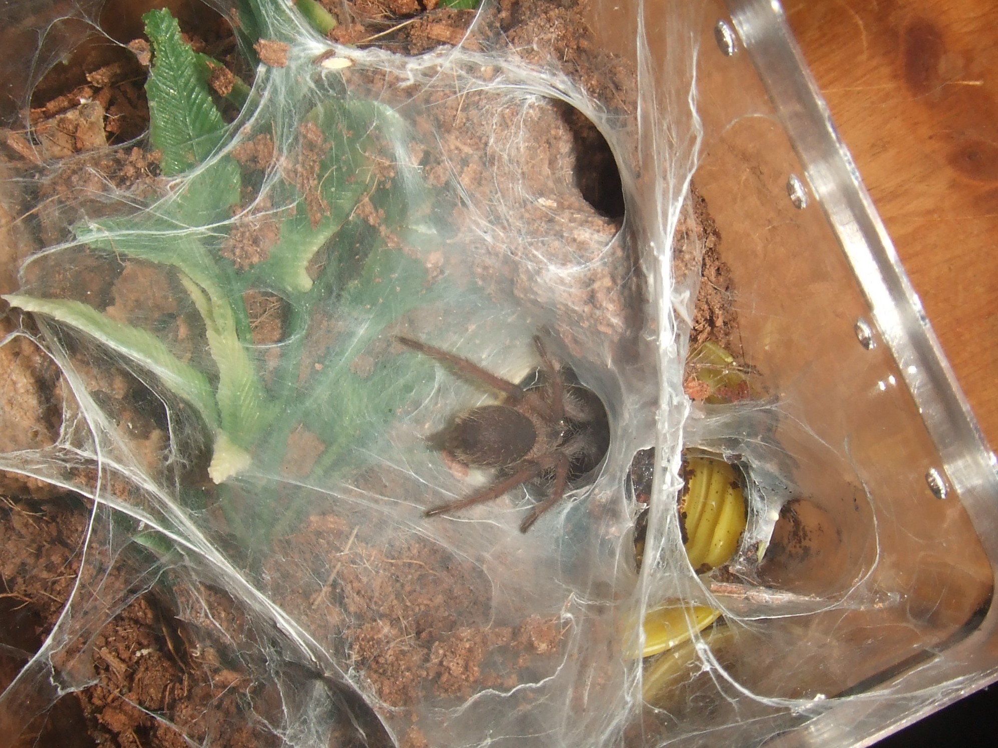 Chilobrachys sp Nong Ya Plong - Xian