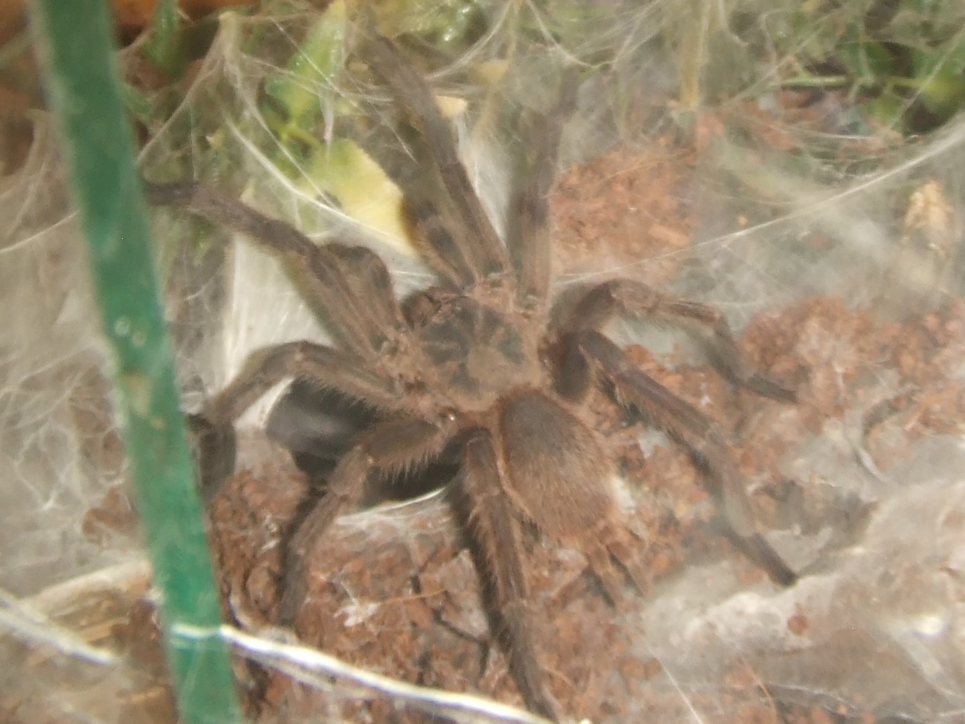 Chilobrachys sp Nong Ya Plong - Xian