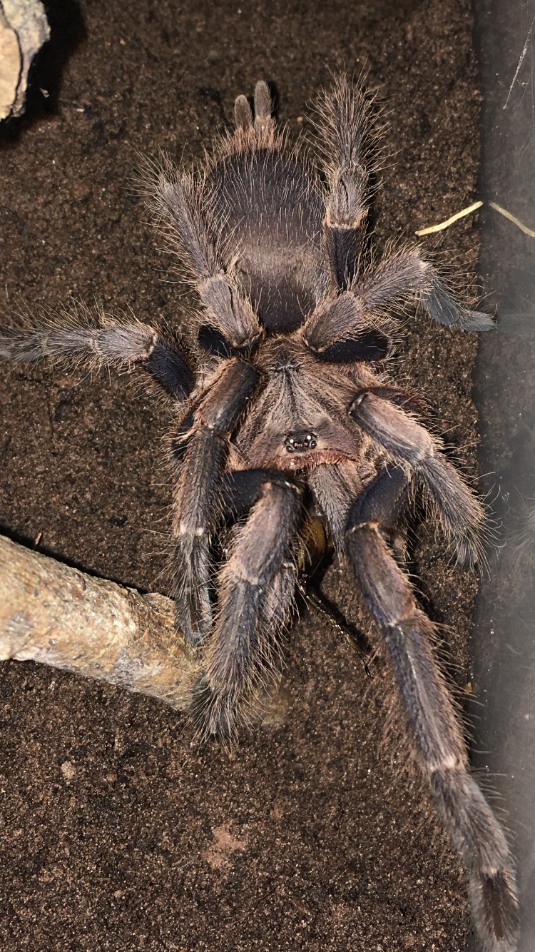 Chilobrachys sp. Vietnam Dry