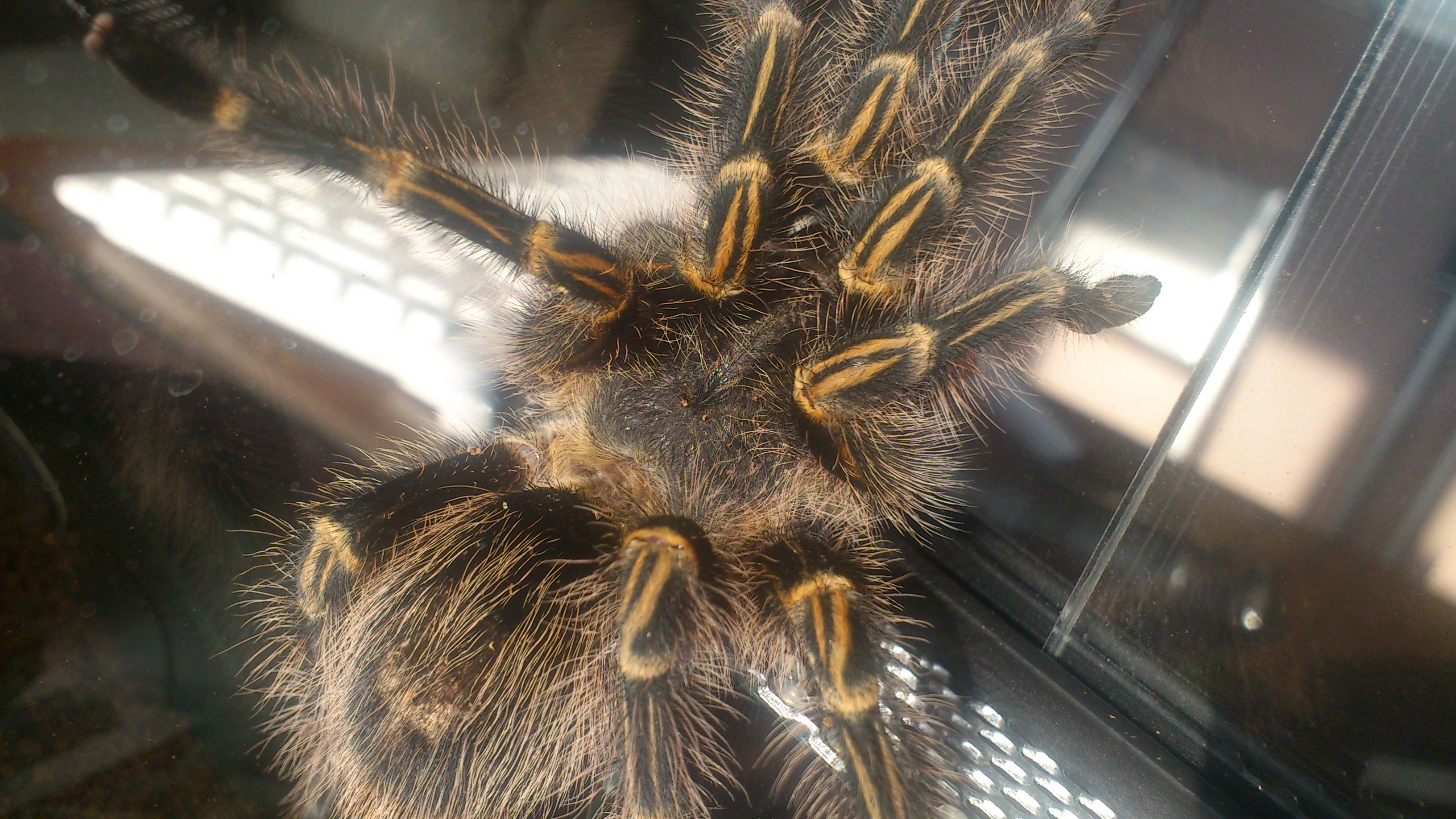 Chong.....G pulchripes