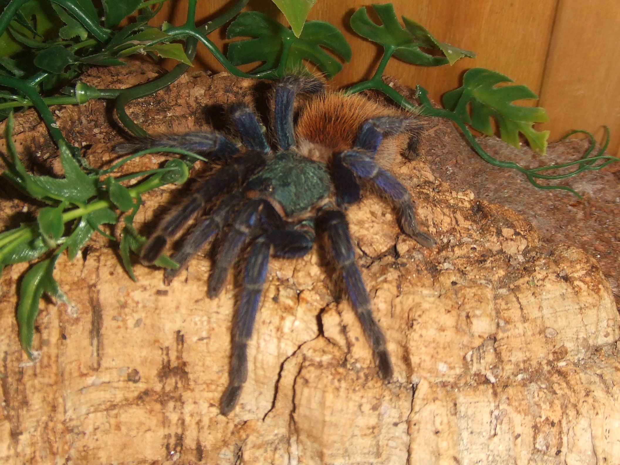 Chromatopelma cyaneopubescens (AF) - Angel