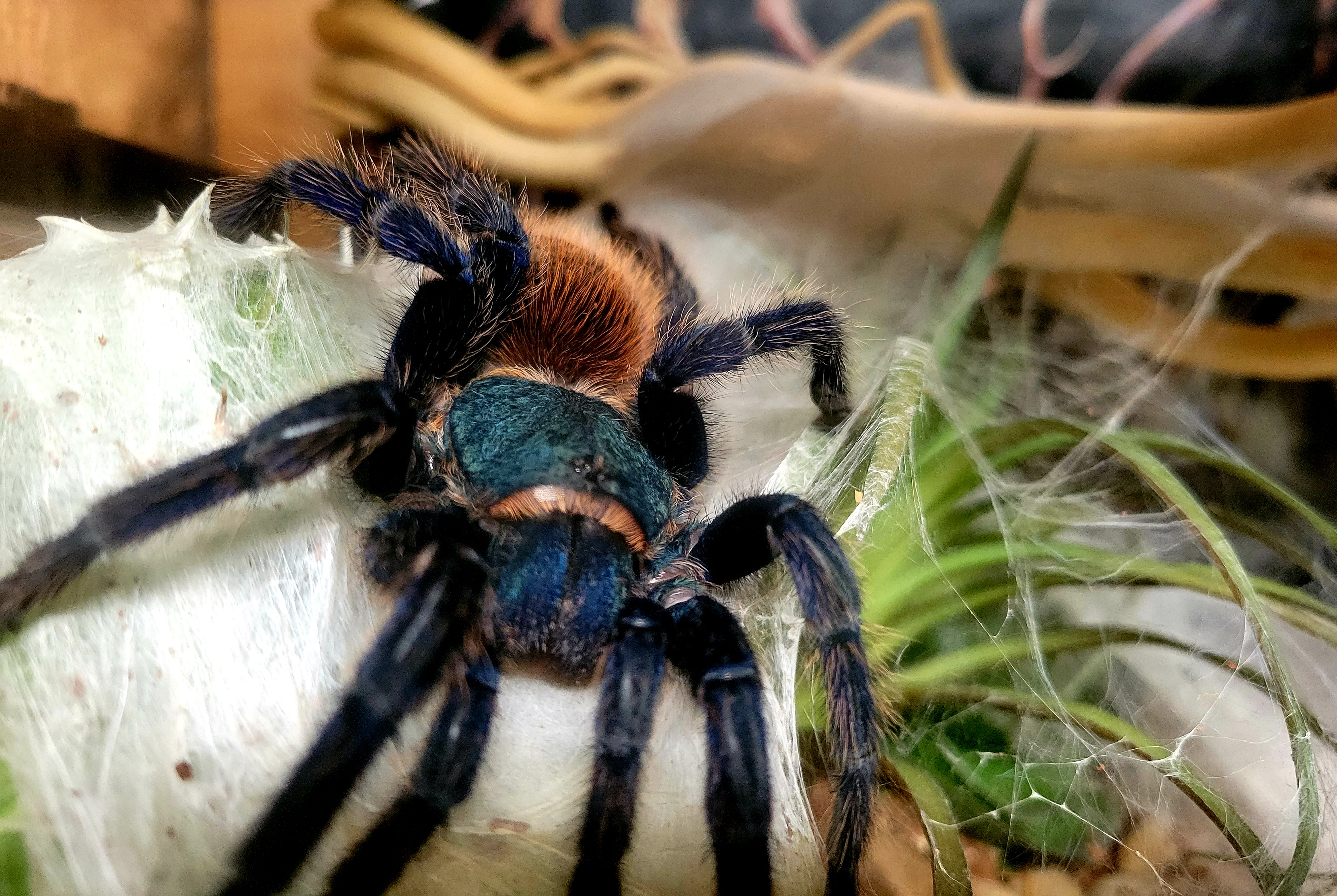 Chromatopelma cyaneopubescens