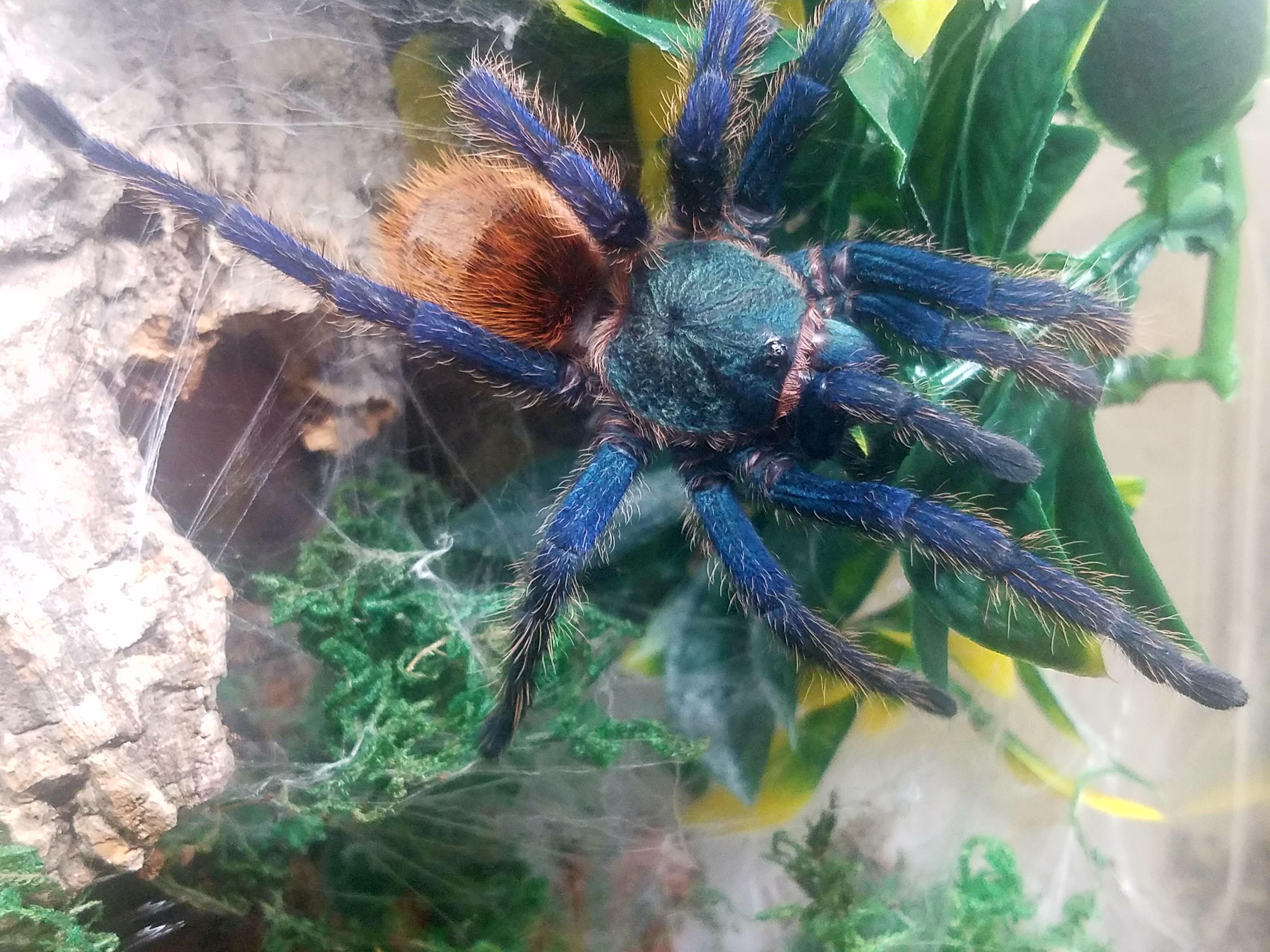 Chromatopelma cyaneopubescens