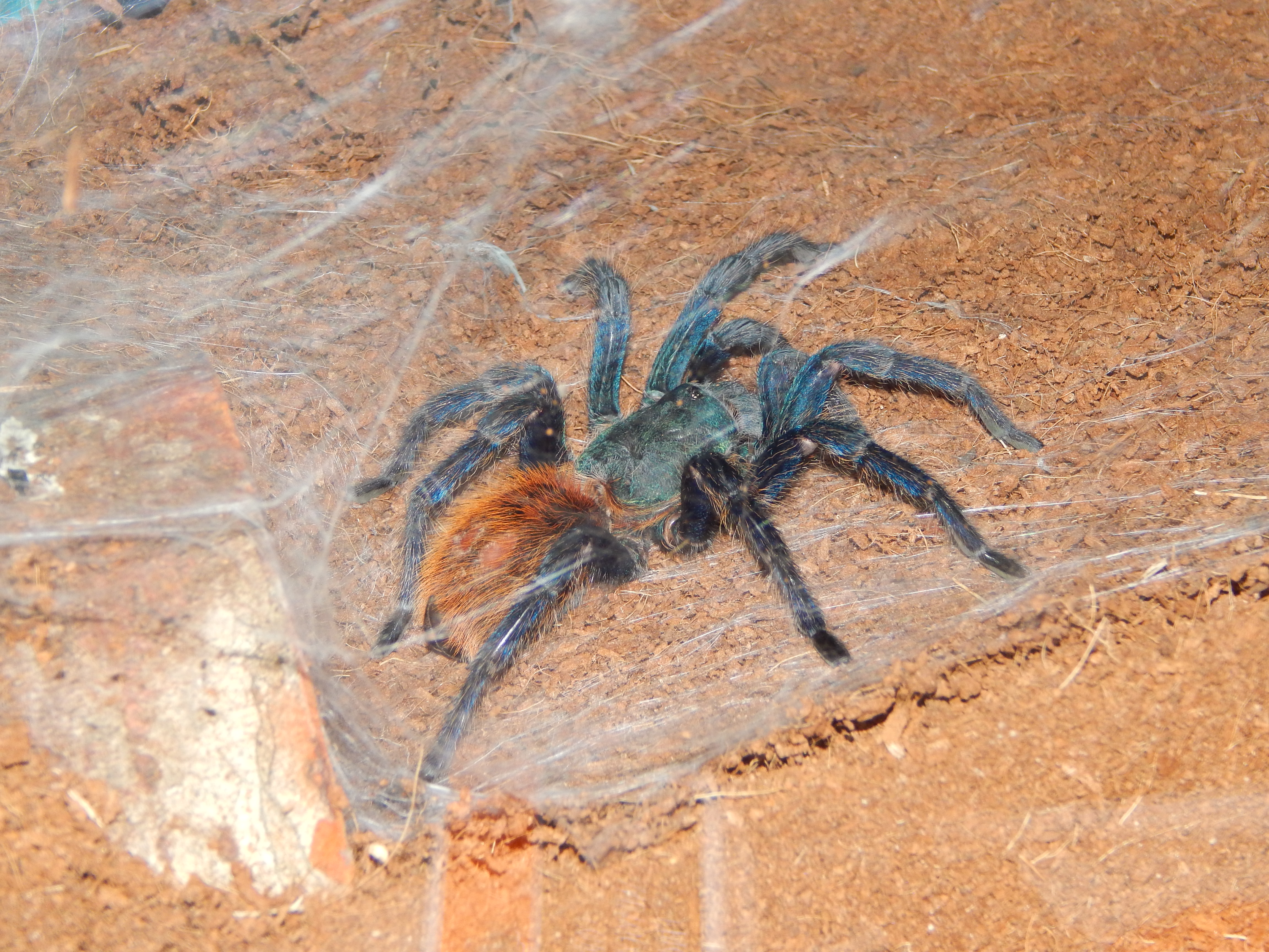 Chromatopelma cyaneopubescens