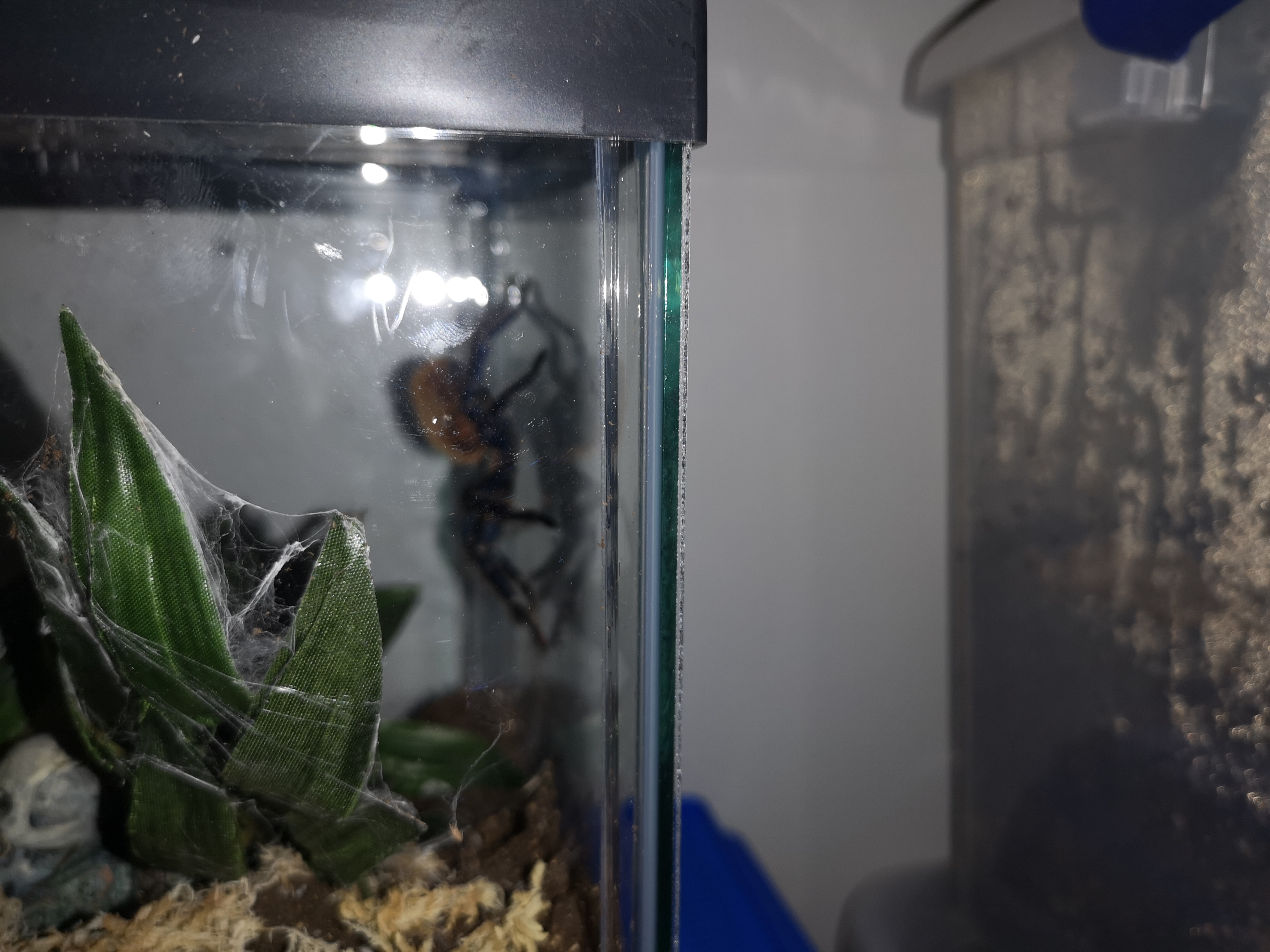 Chromatopelma cyanopubescens