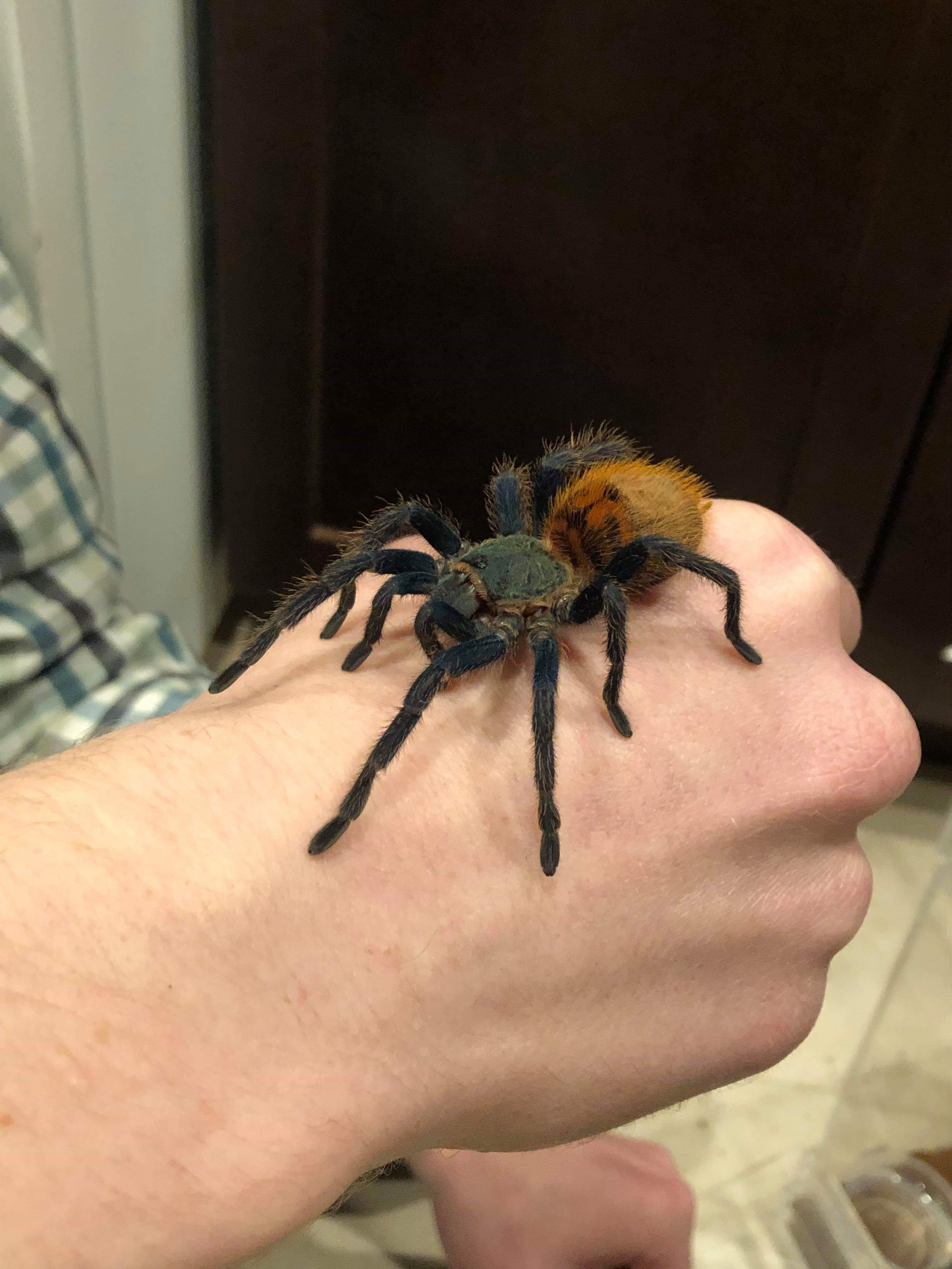 Chromatopelma cyanopubescens