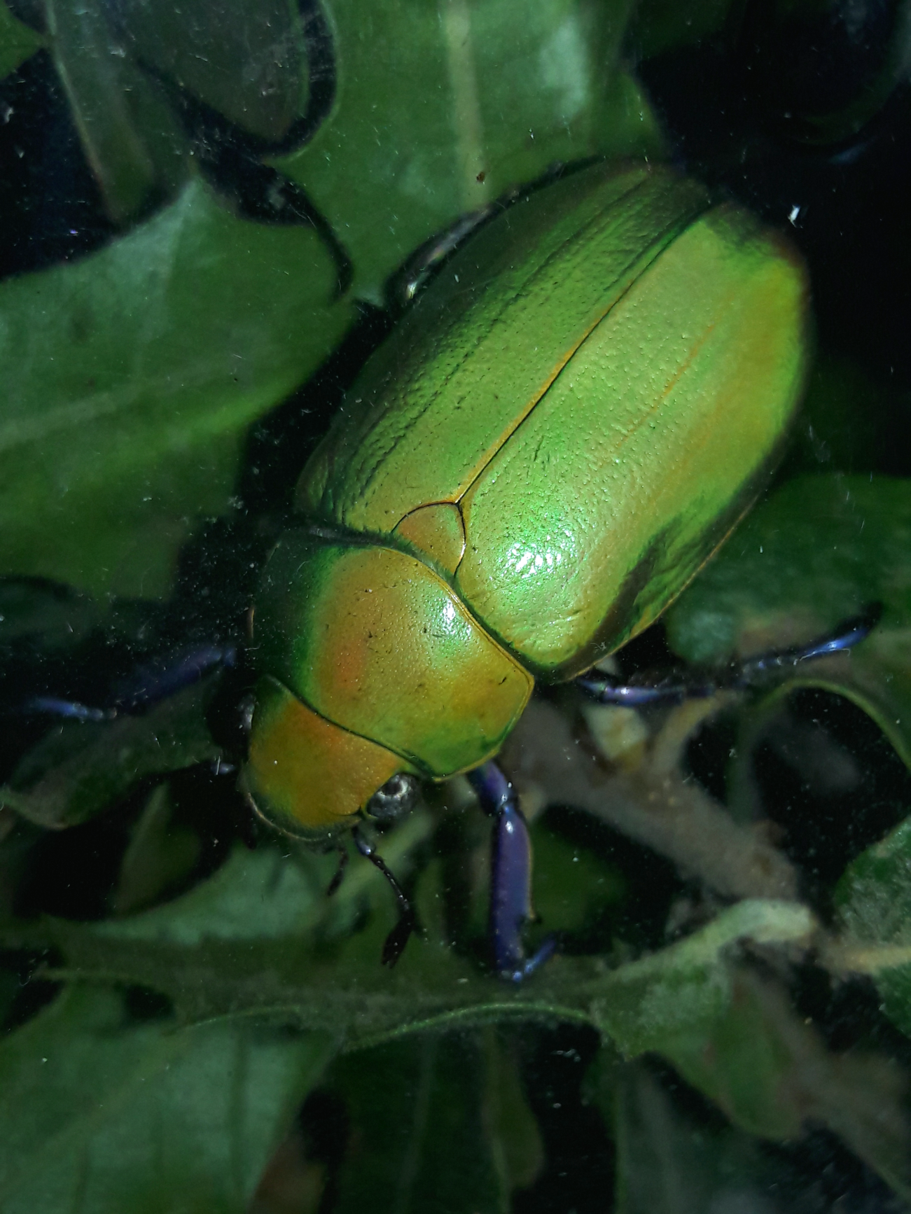 Chrysina beyeri- Beyer's jewel scarab