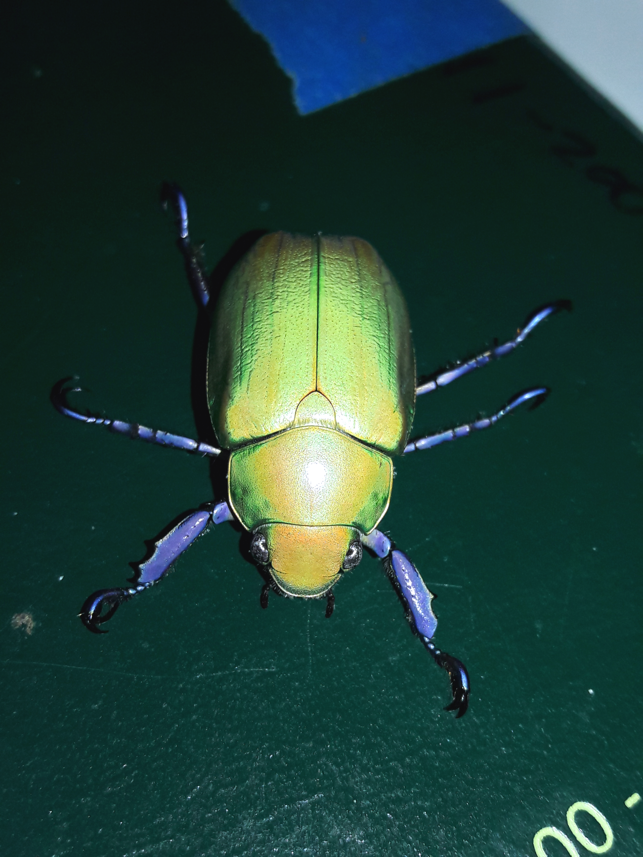 Chrysina beyeri - Beyer's jewel scarab