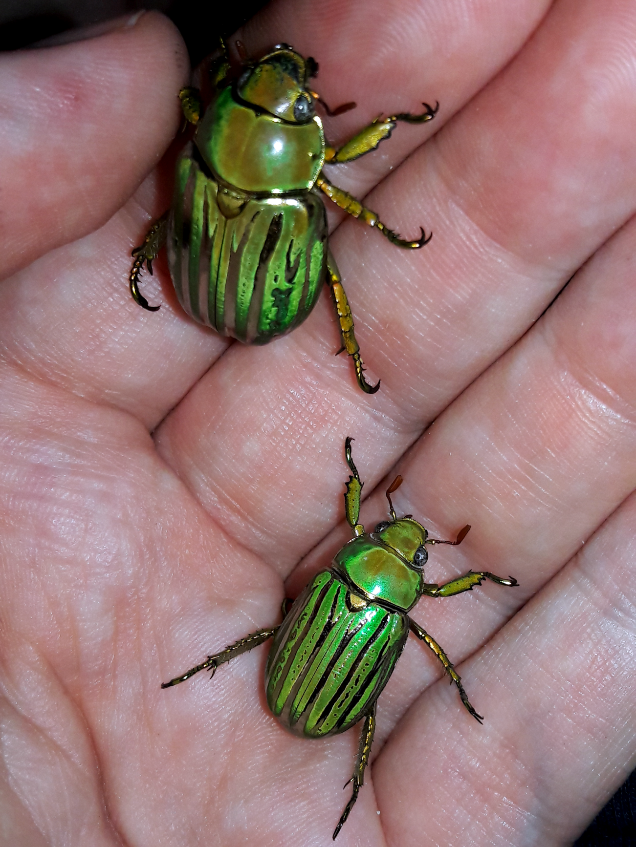 Chrysina gloriosa - Glorious jewel scarab