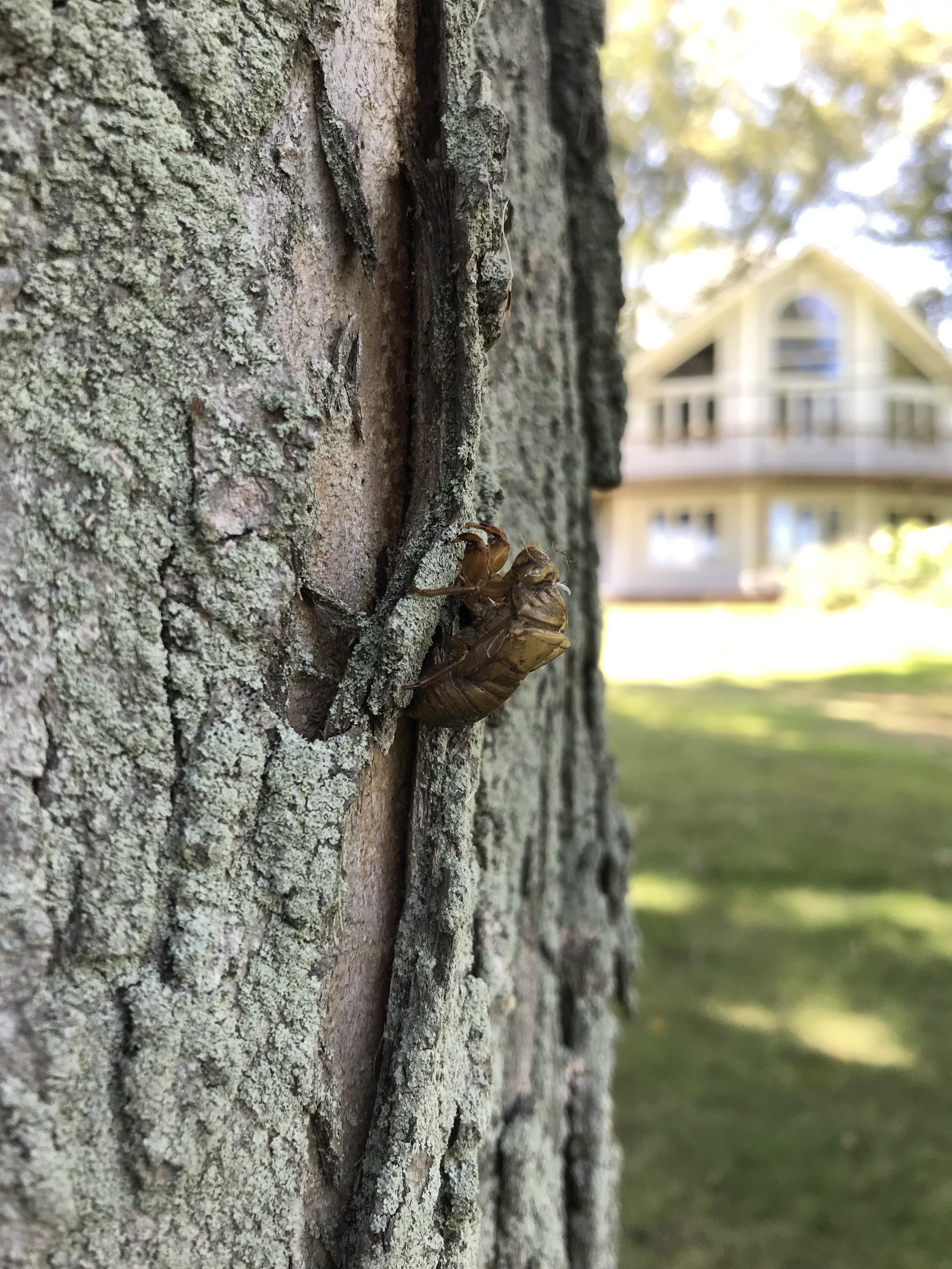 Cicada nymph