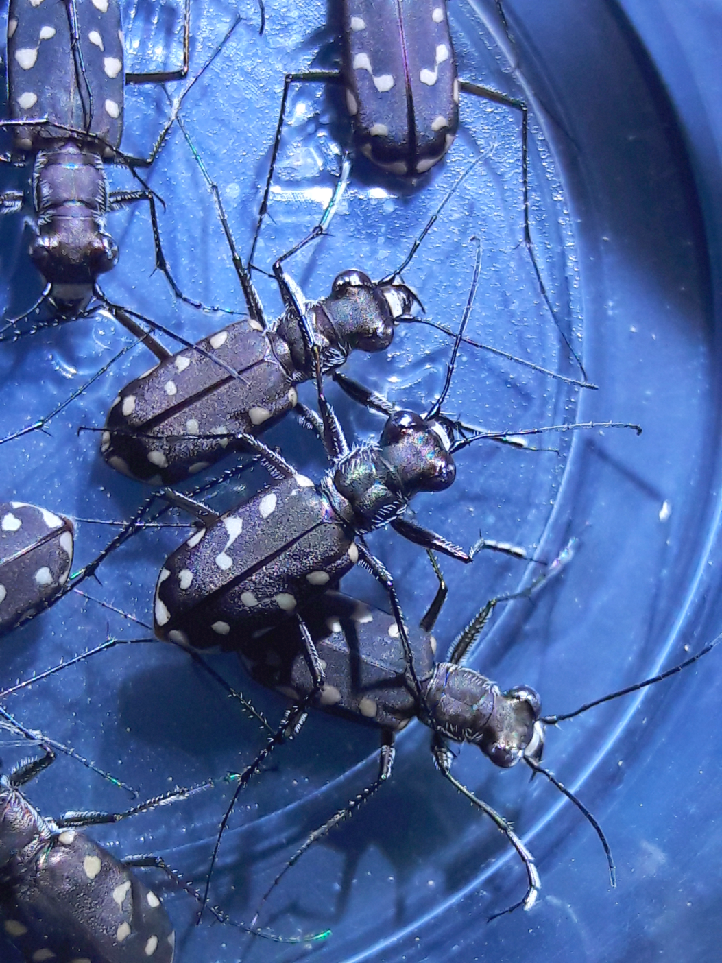 Cicindelidia sedecimpunctata 'Western red bellied tiger beetle'